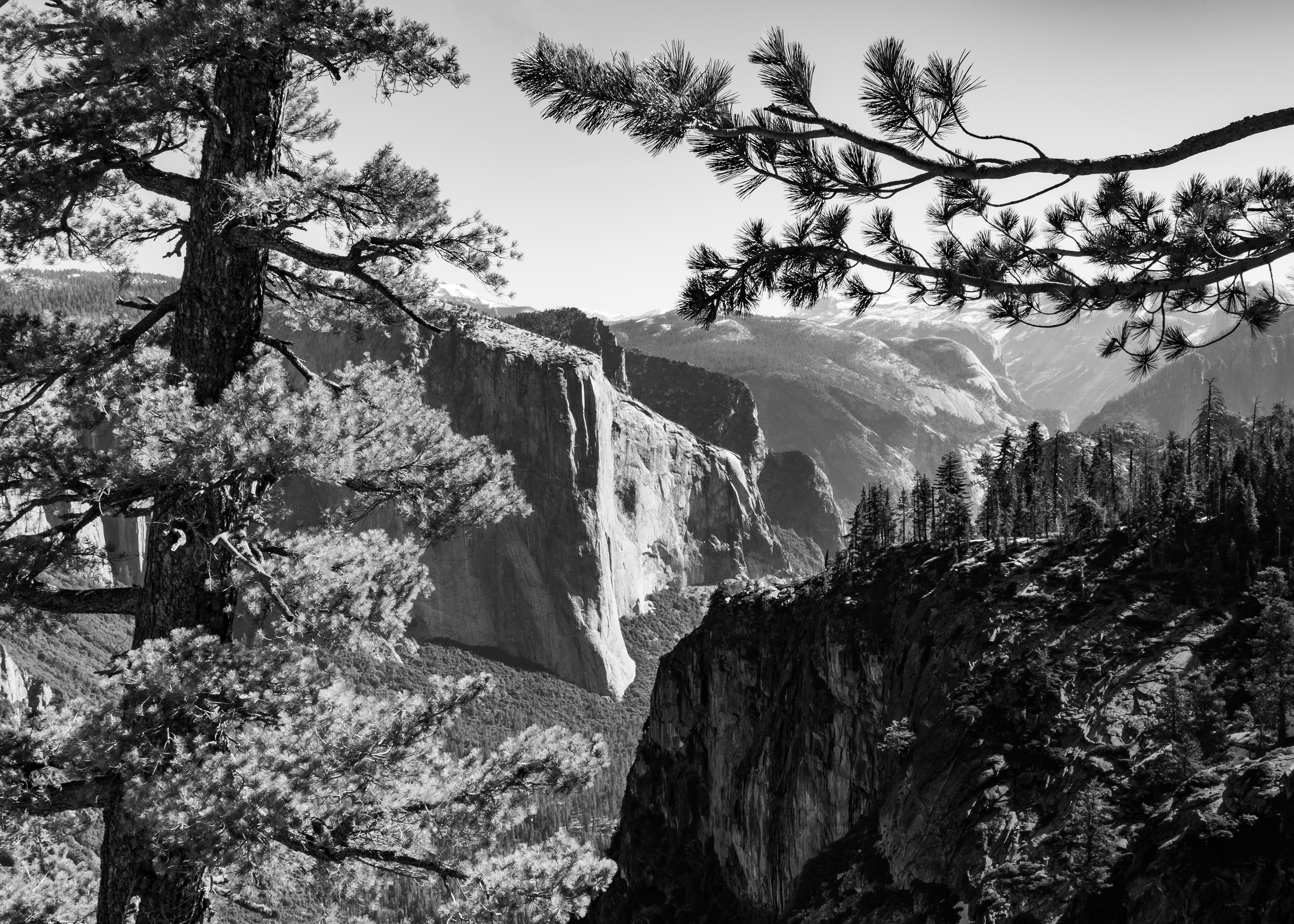 Spring in the Forest of Yosemite Valley