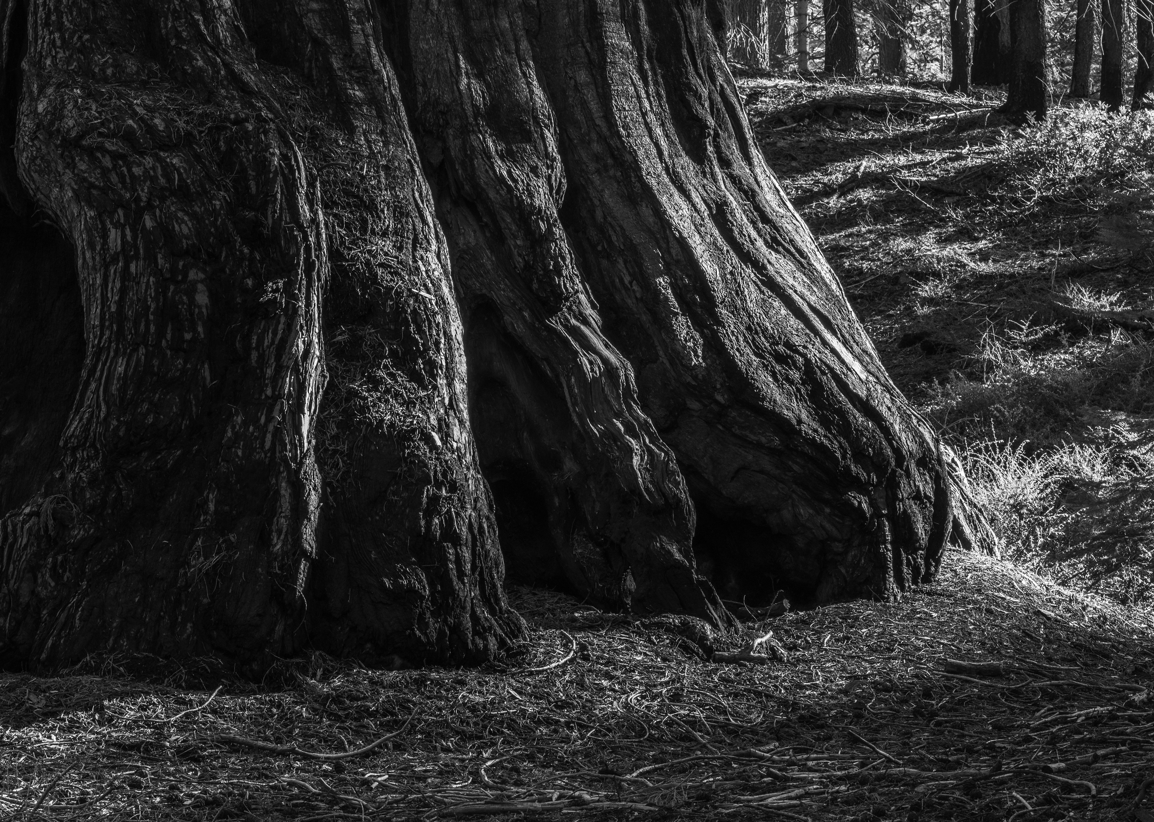 At the Foot of a Sequoia