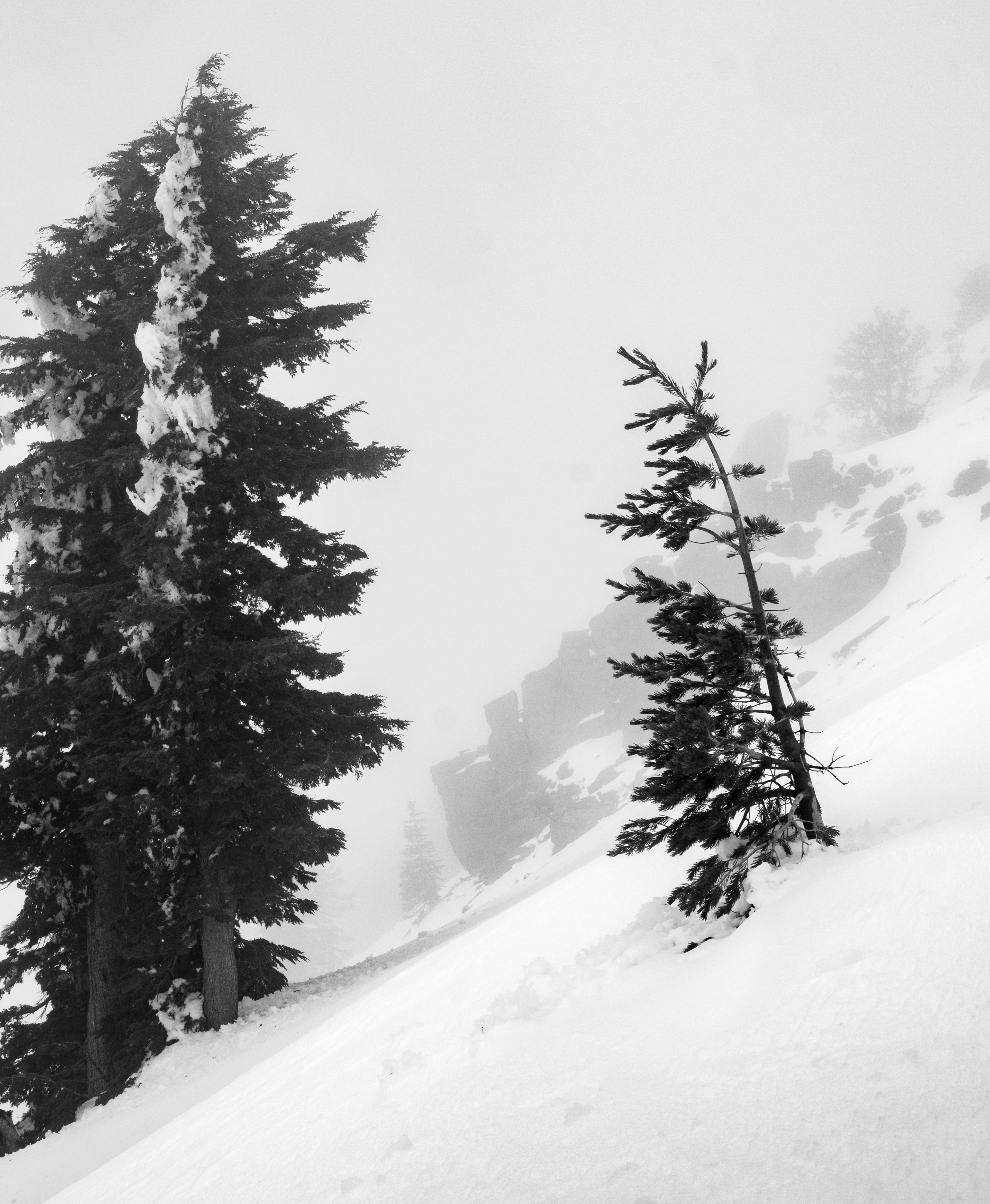 A Tree on the Snow Covered Slope of Brokeoff Mountain