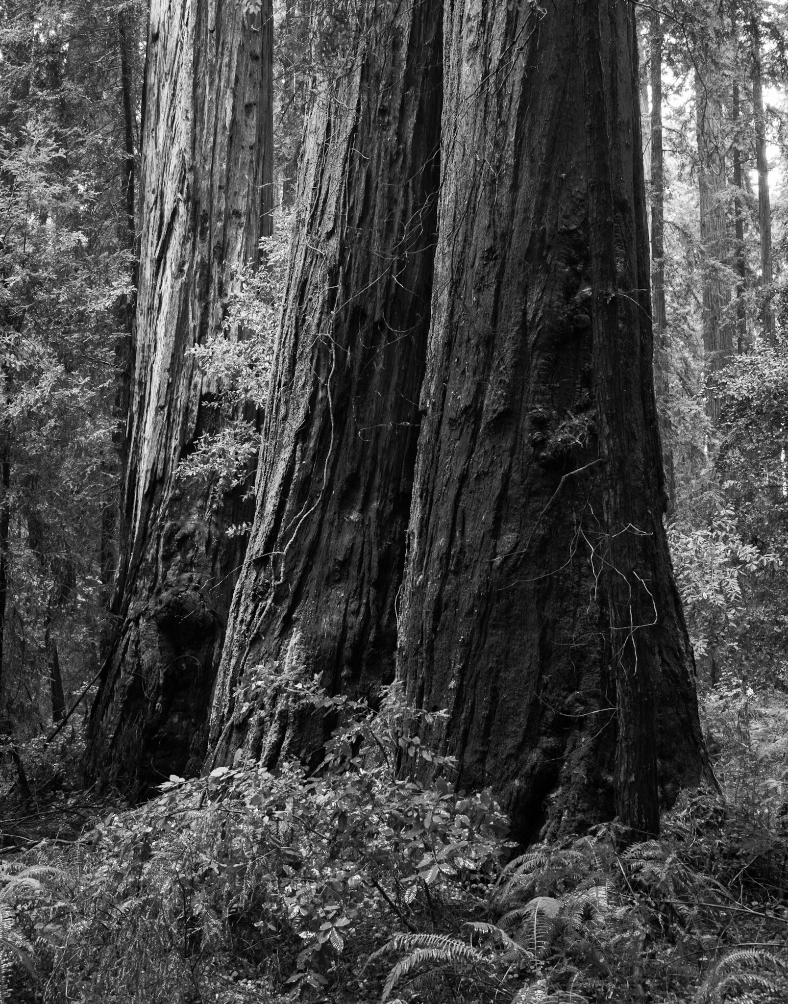 Three Redwoods