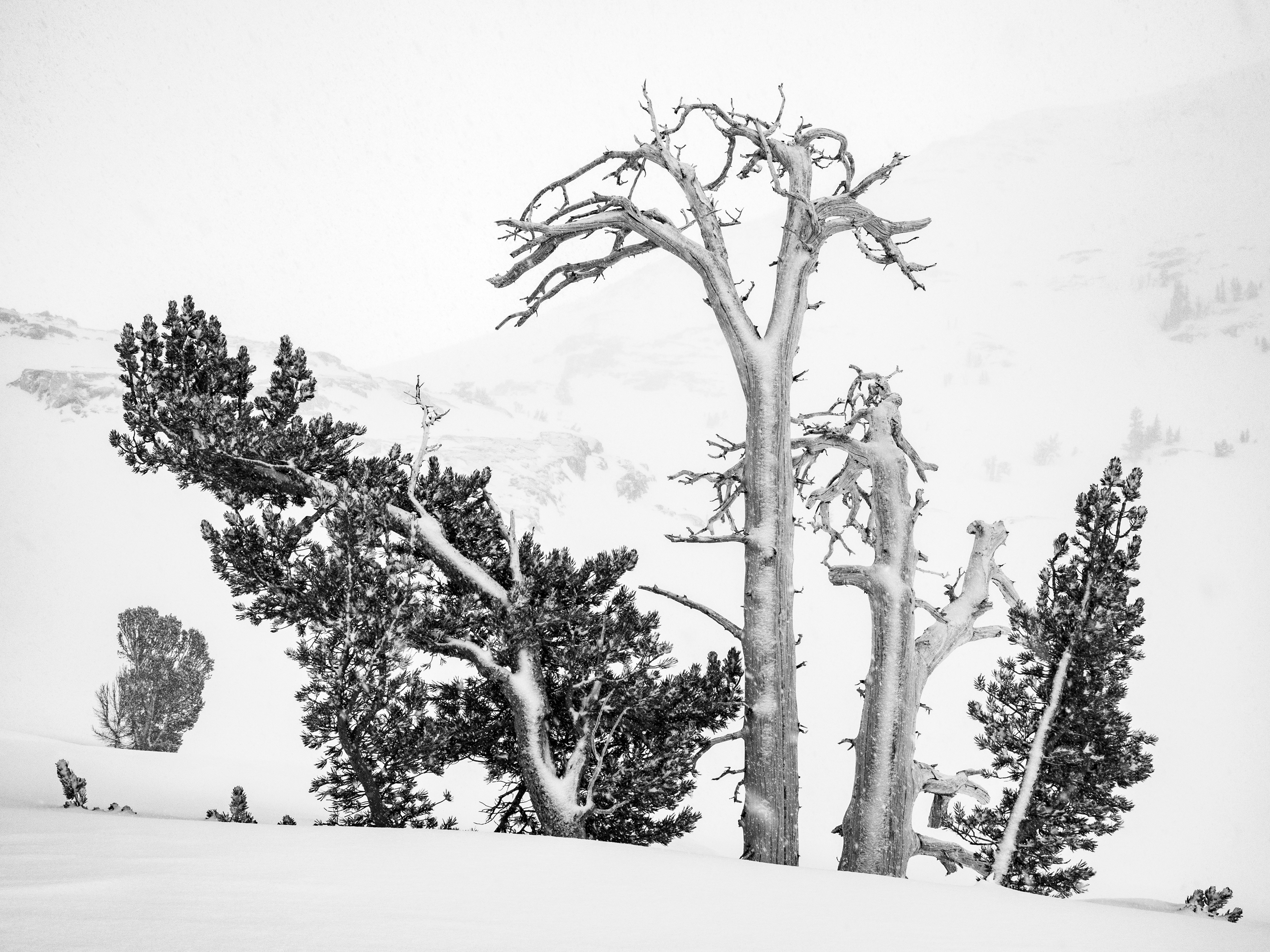A Group of Trees Amidst the Snow