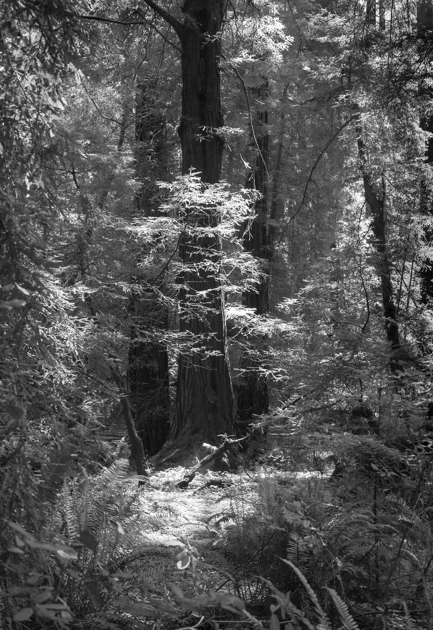 Three Redwoods Among the Forest #1