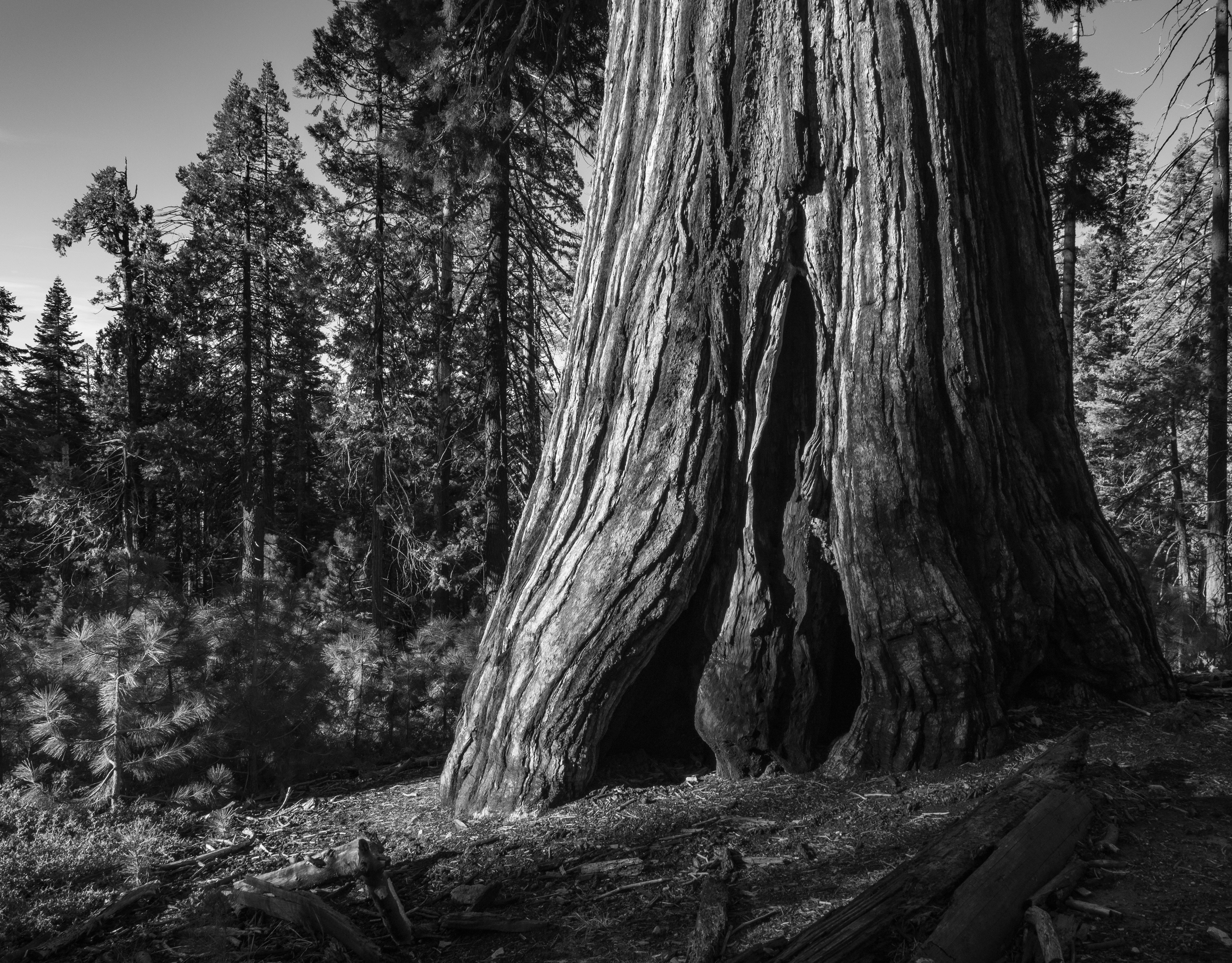 Light on an Old Growth Giant Sequoia in the Mariposa Grove