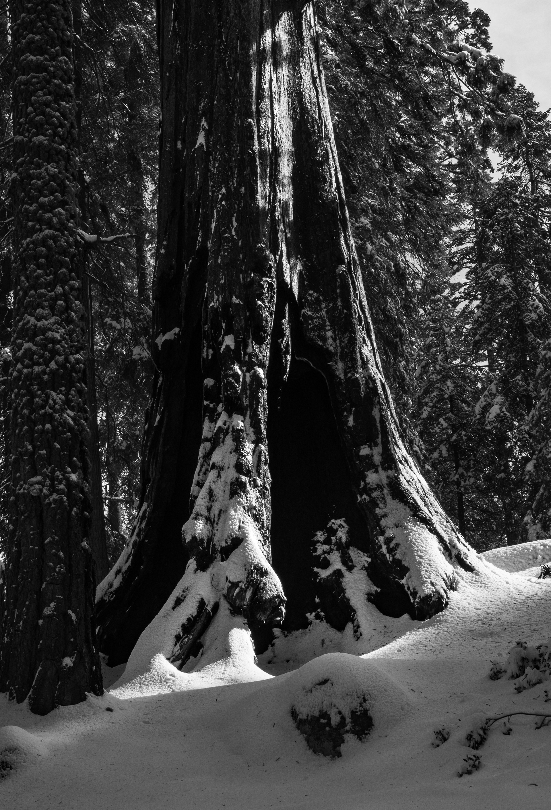 A Sequoia Receiving Morning Light