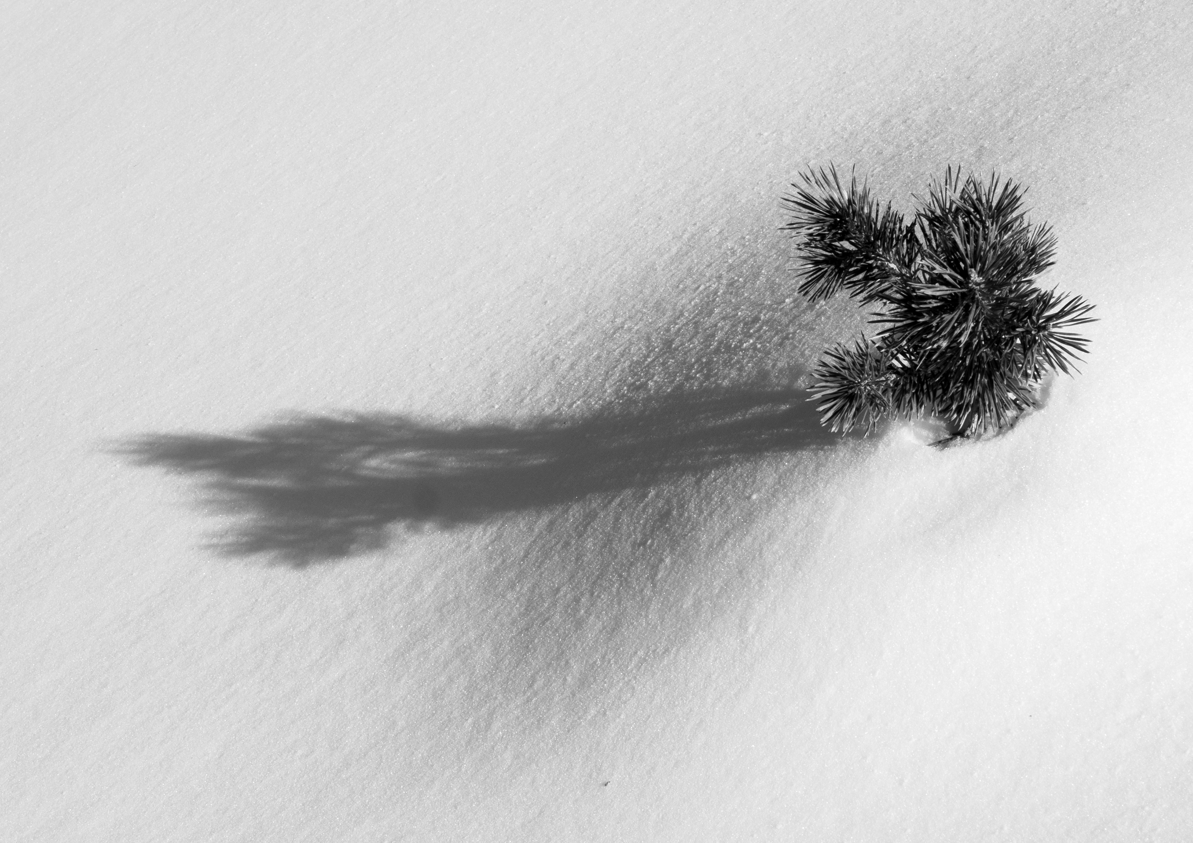 Shadow on Snow