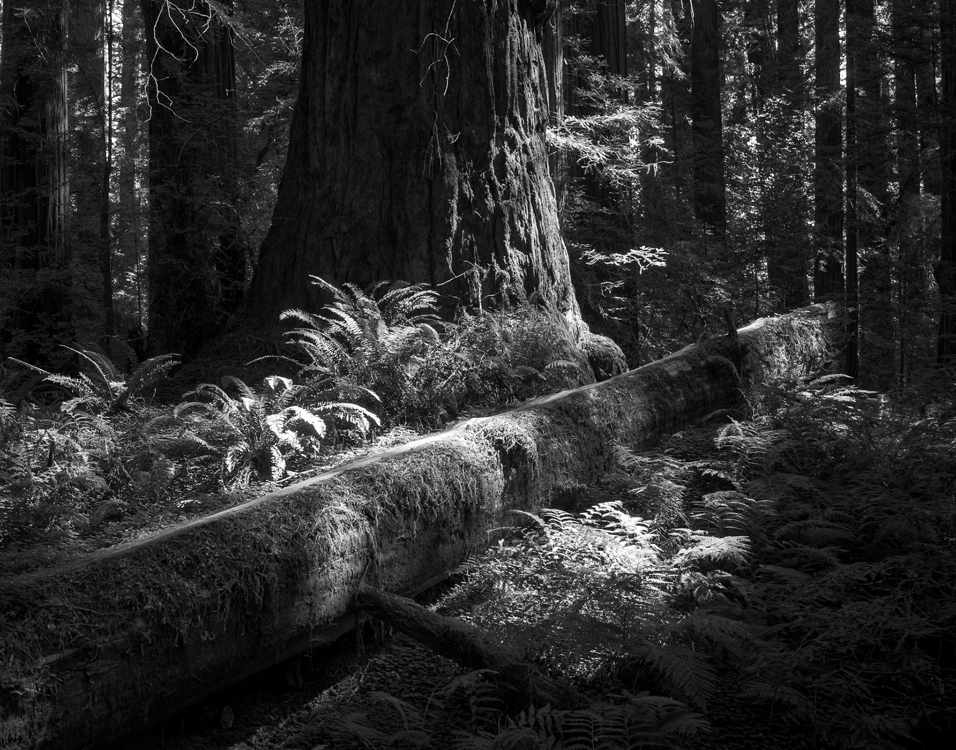 A Fallen Redwood