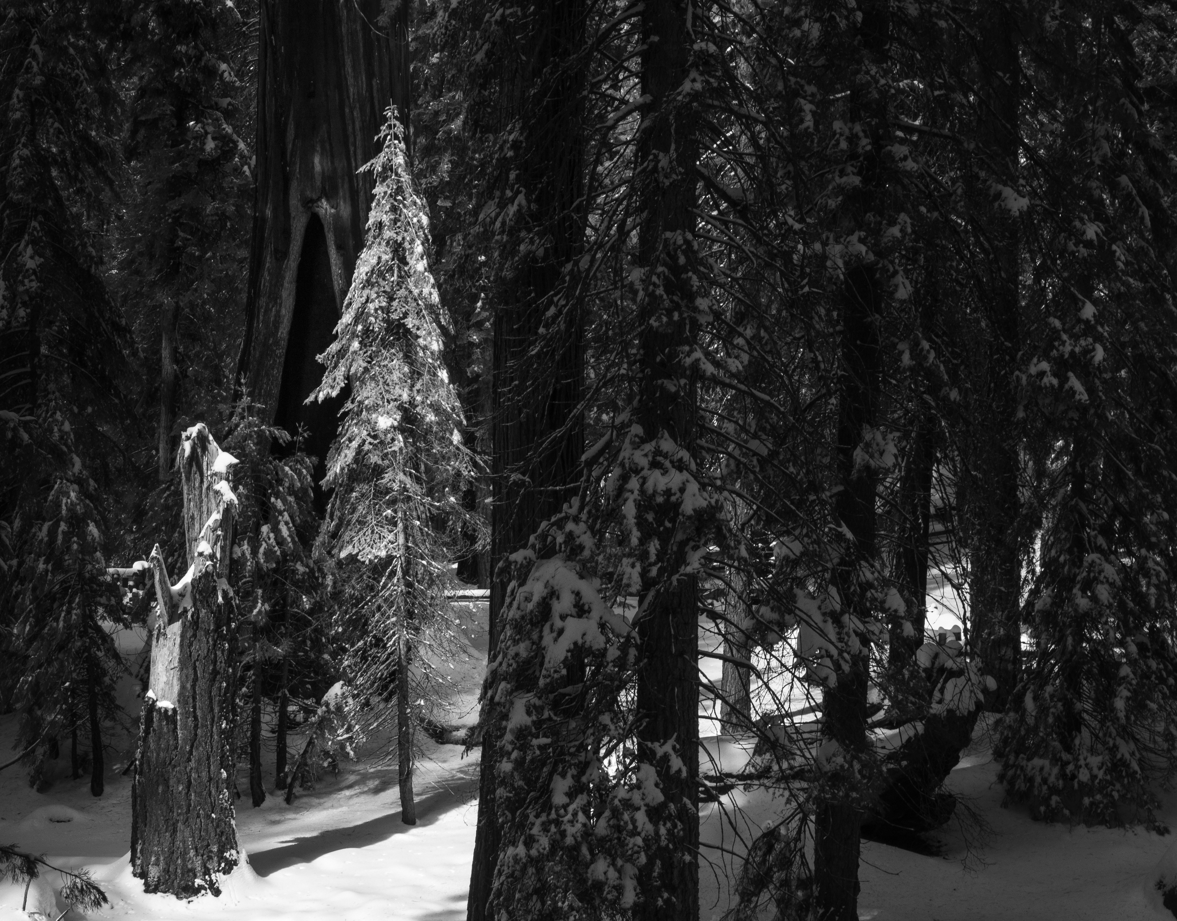 Early Winter Light in Giant Forest