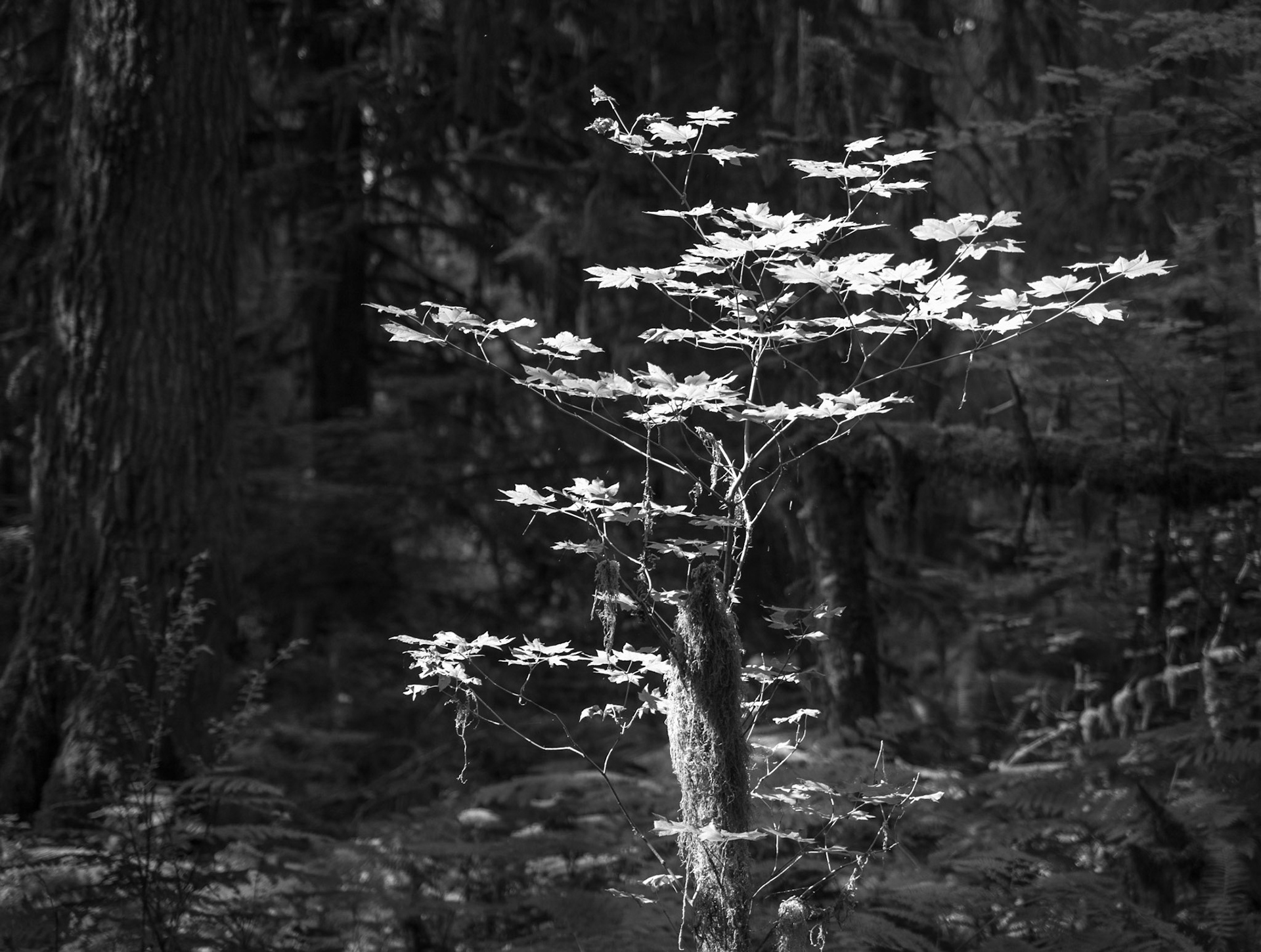 In the Light of Hoh Rain Forest