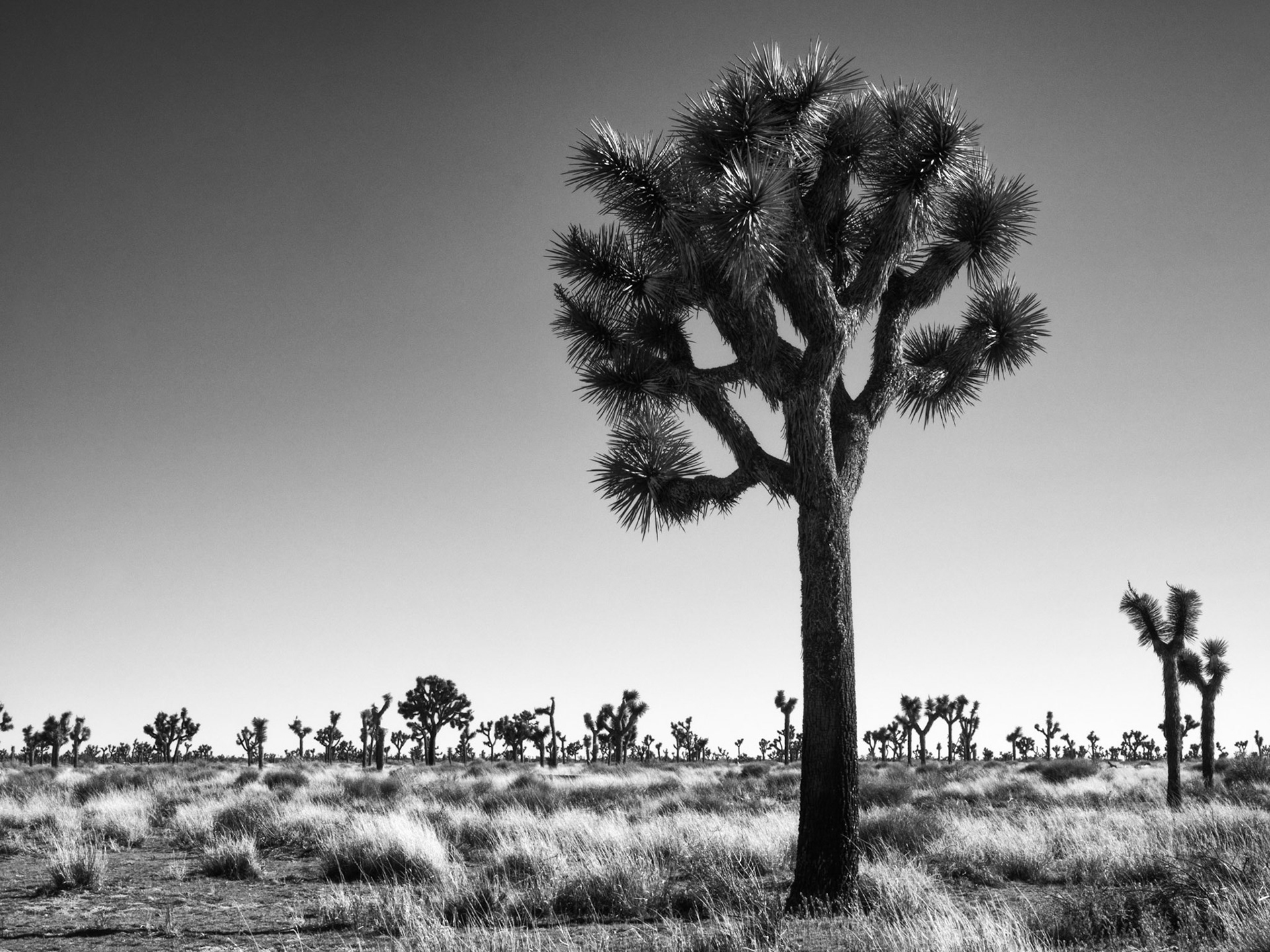 Joshua Trees Dotting the Landscape