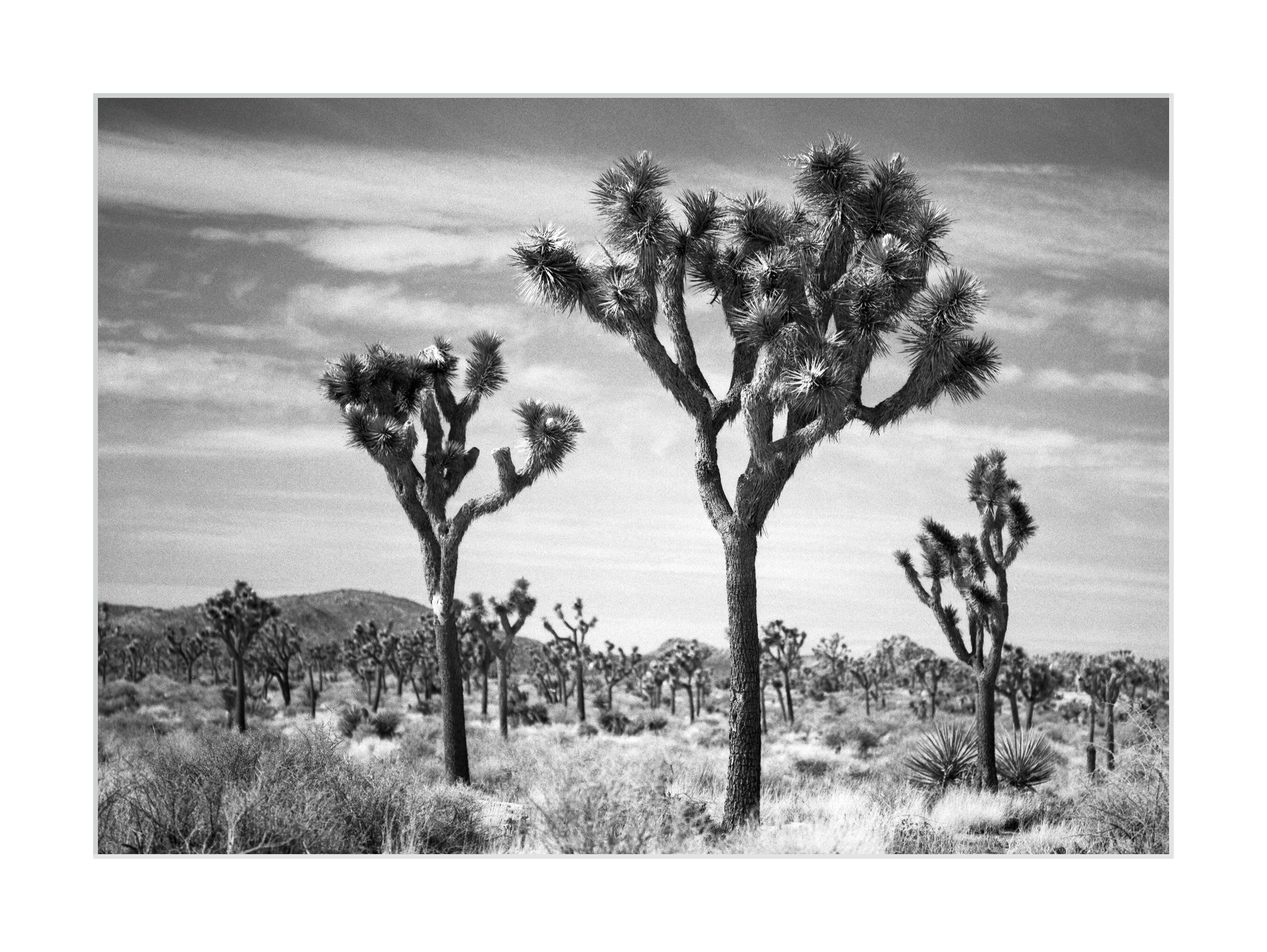 A Joshua Tree Forest
