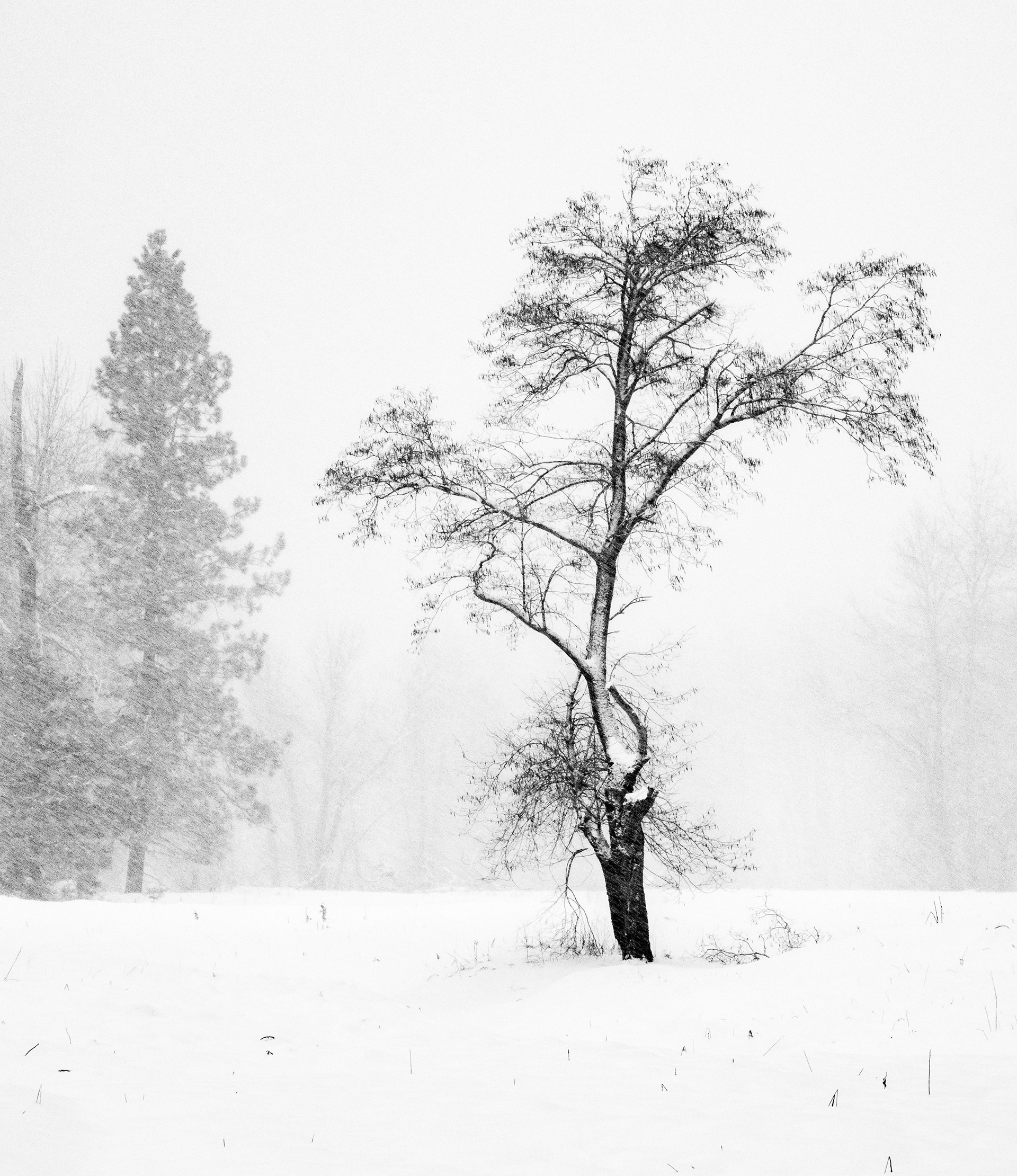 A Tree in a Meadow During Winter
