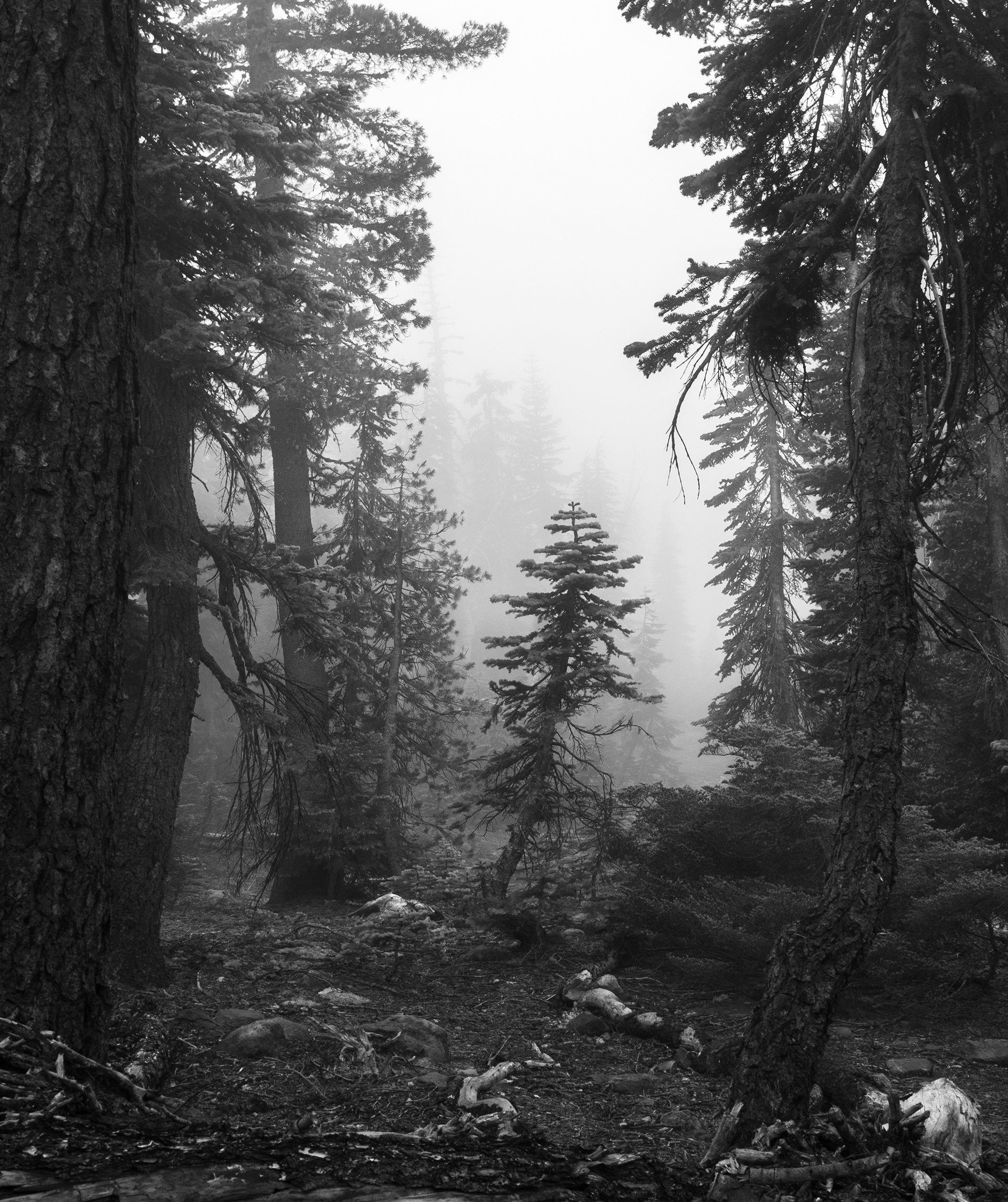 Tree in the Fog 3