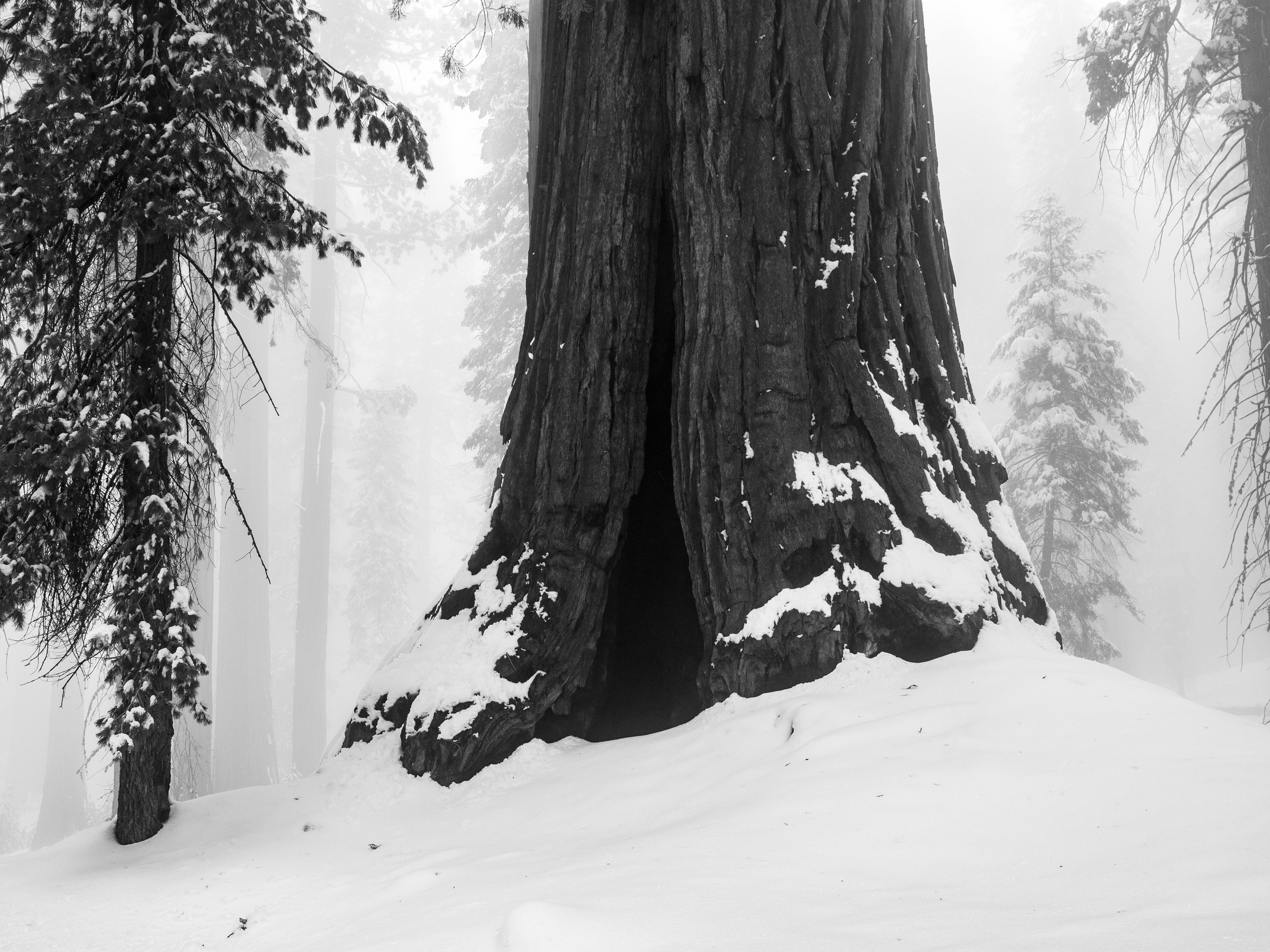 A Solitary Sequoia in Winter
