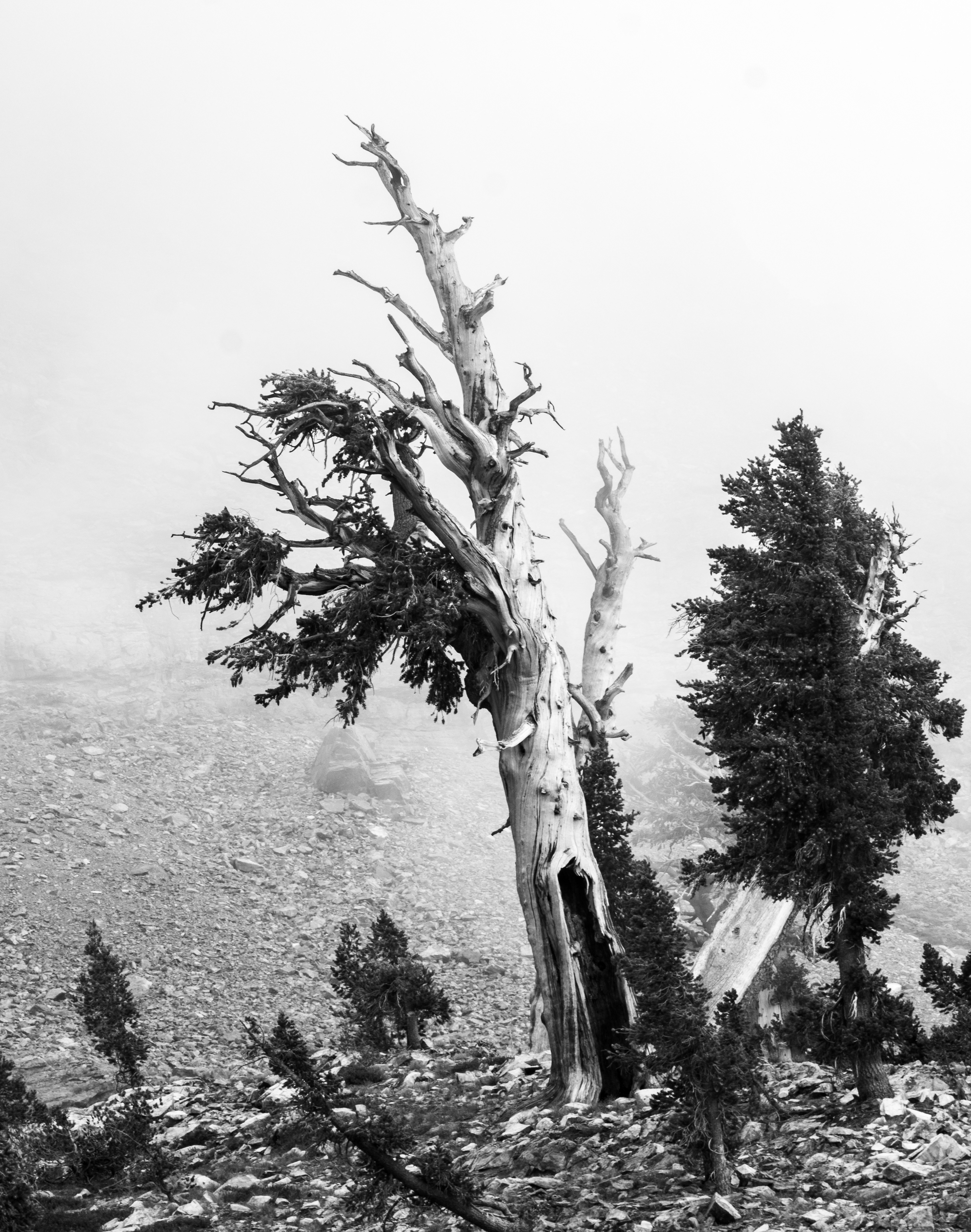 Trees in the Fog Near Monarch Lakes