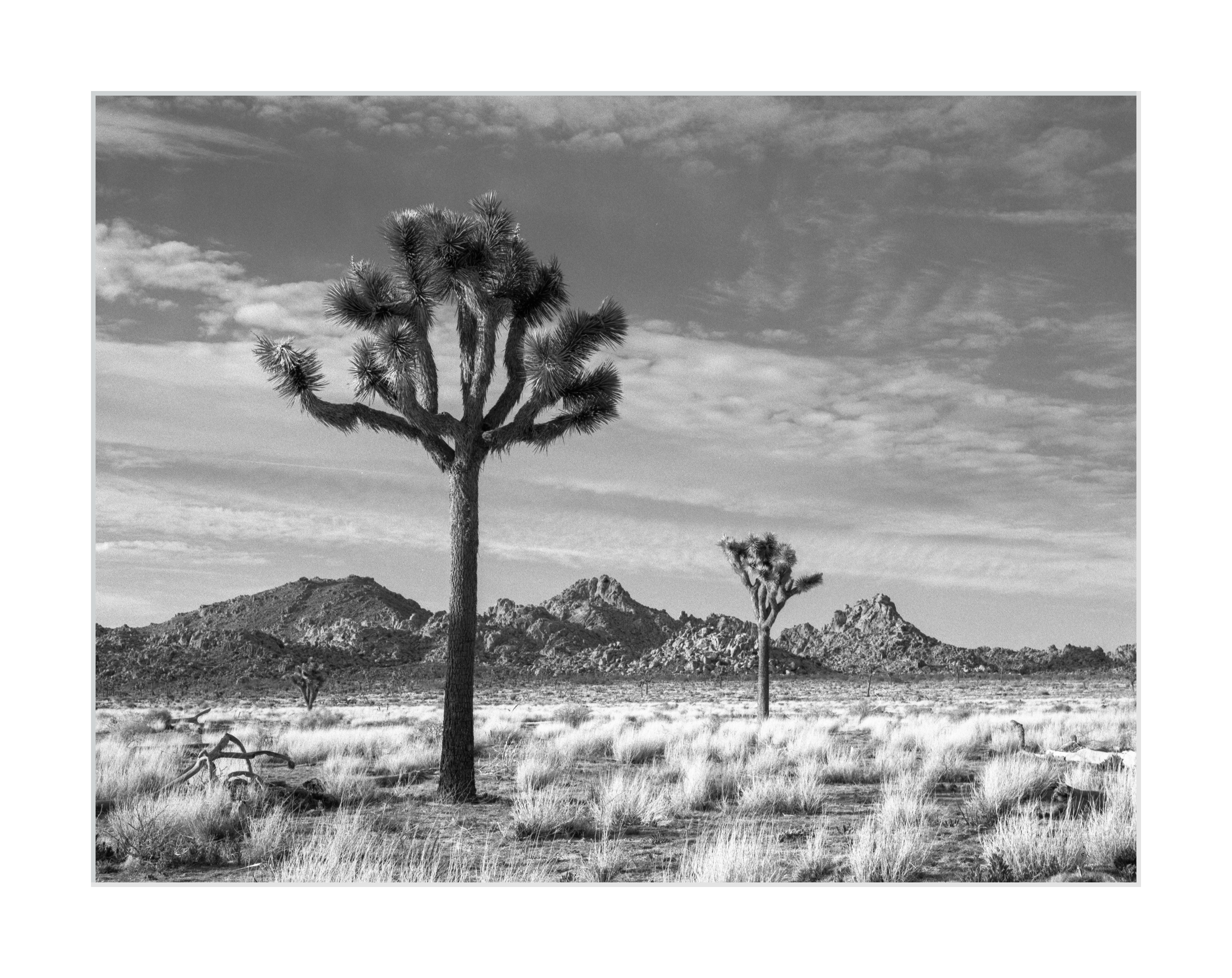 Landscape of Joshua Tree National Park