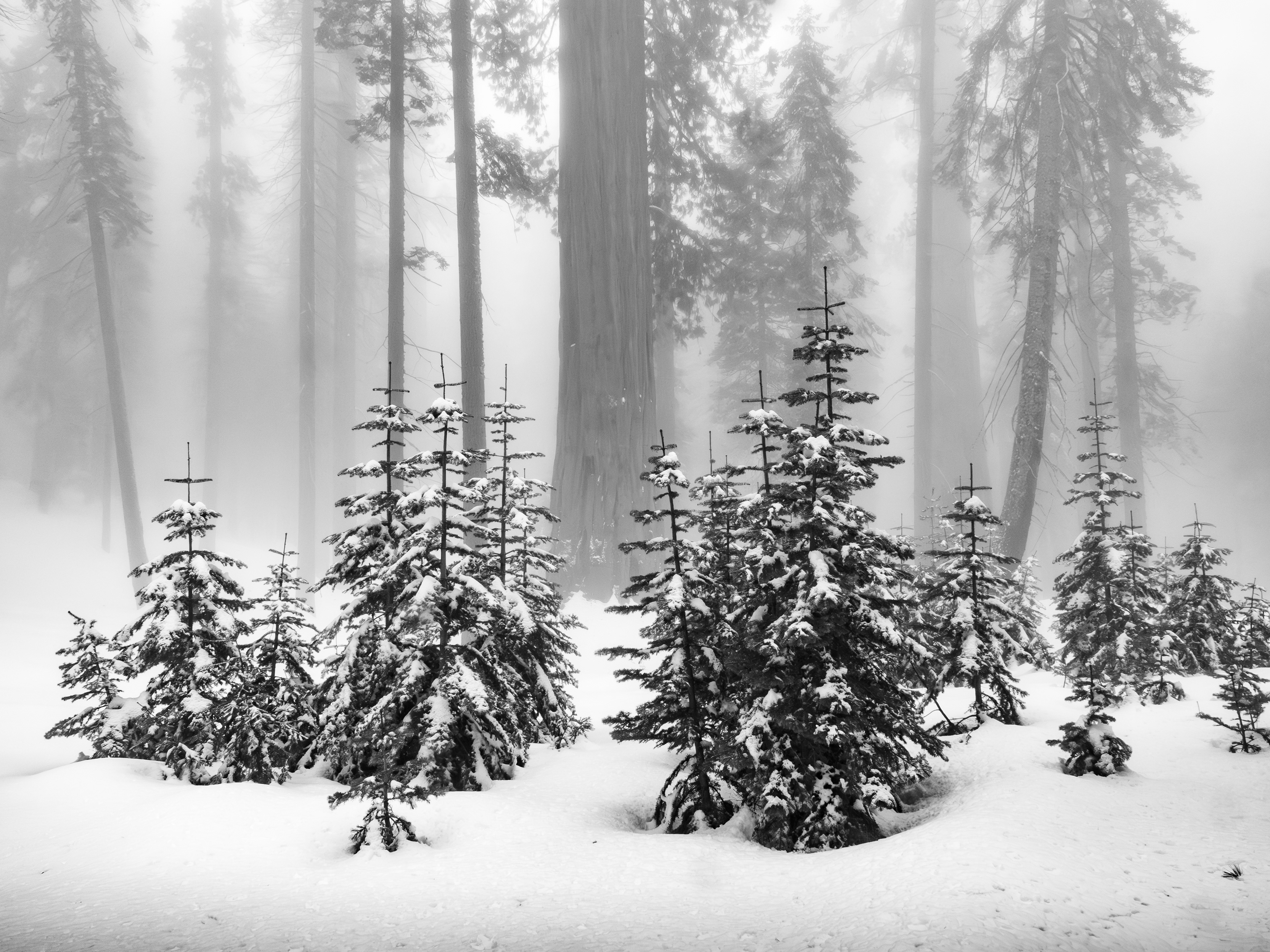 A Small Forest Backdropped by Fog