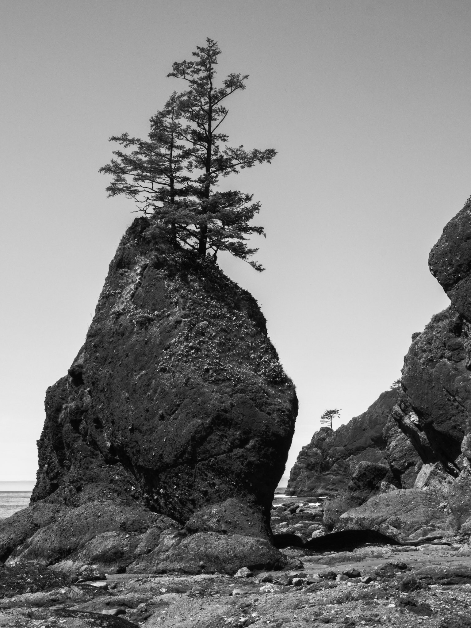Growing on a Rock