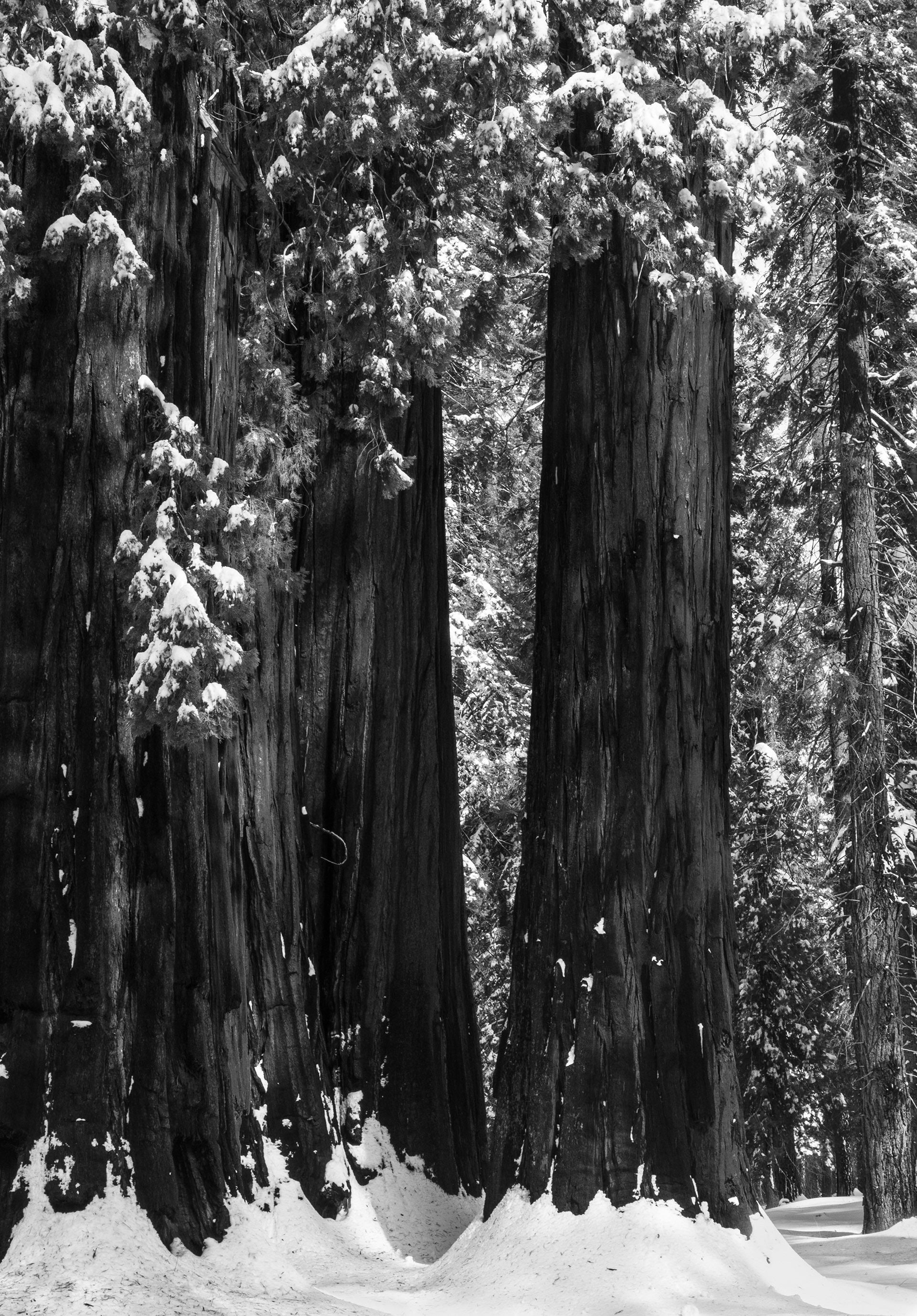 A Stand of Sequoias and a Snow Covered Forest