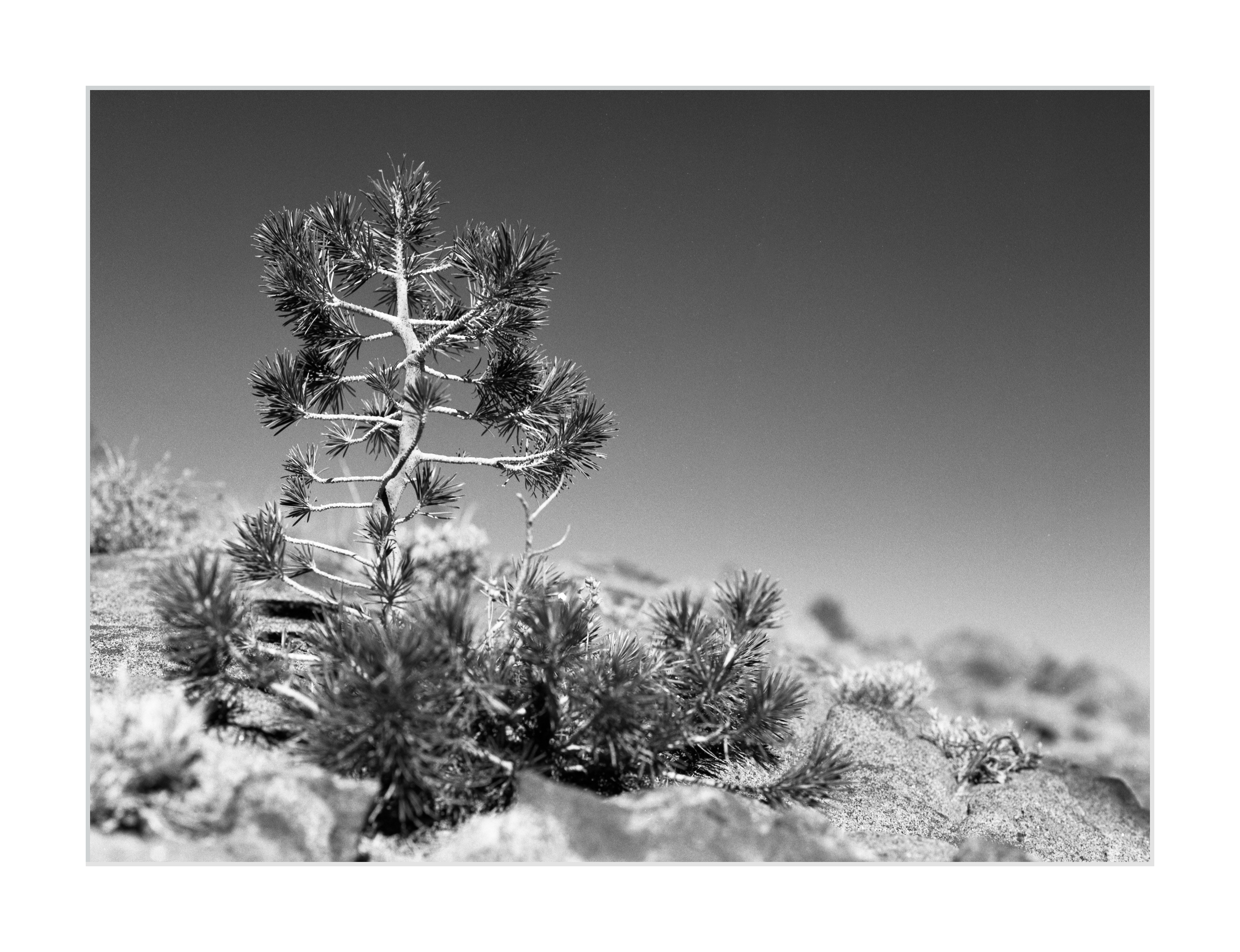 Sapling