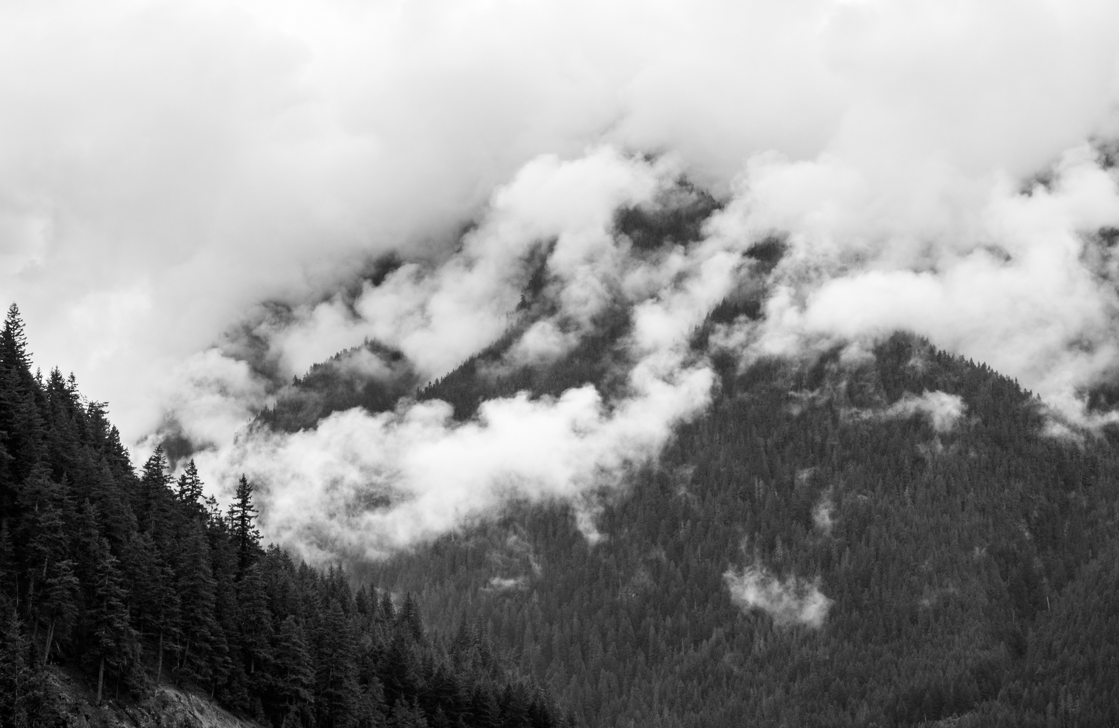 Mountain Forests in the Fog