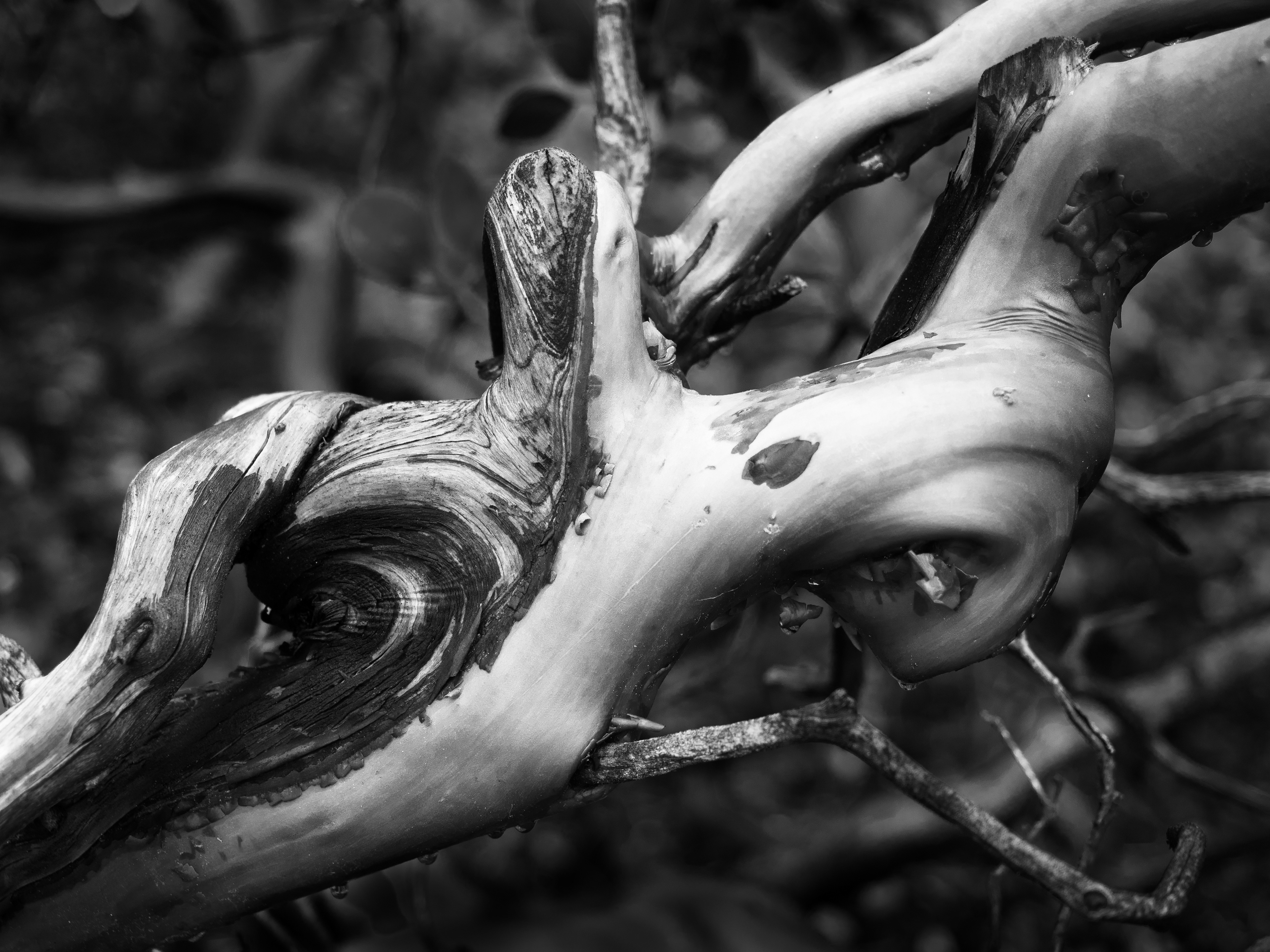 Manzanita 3
