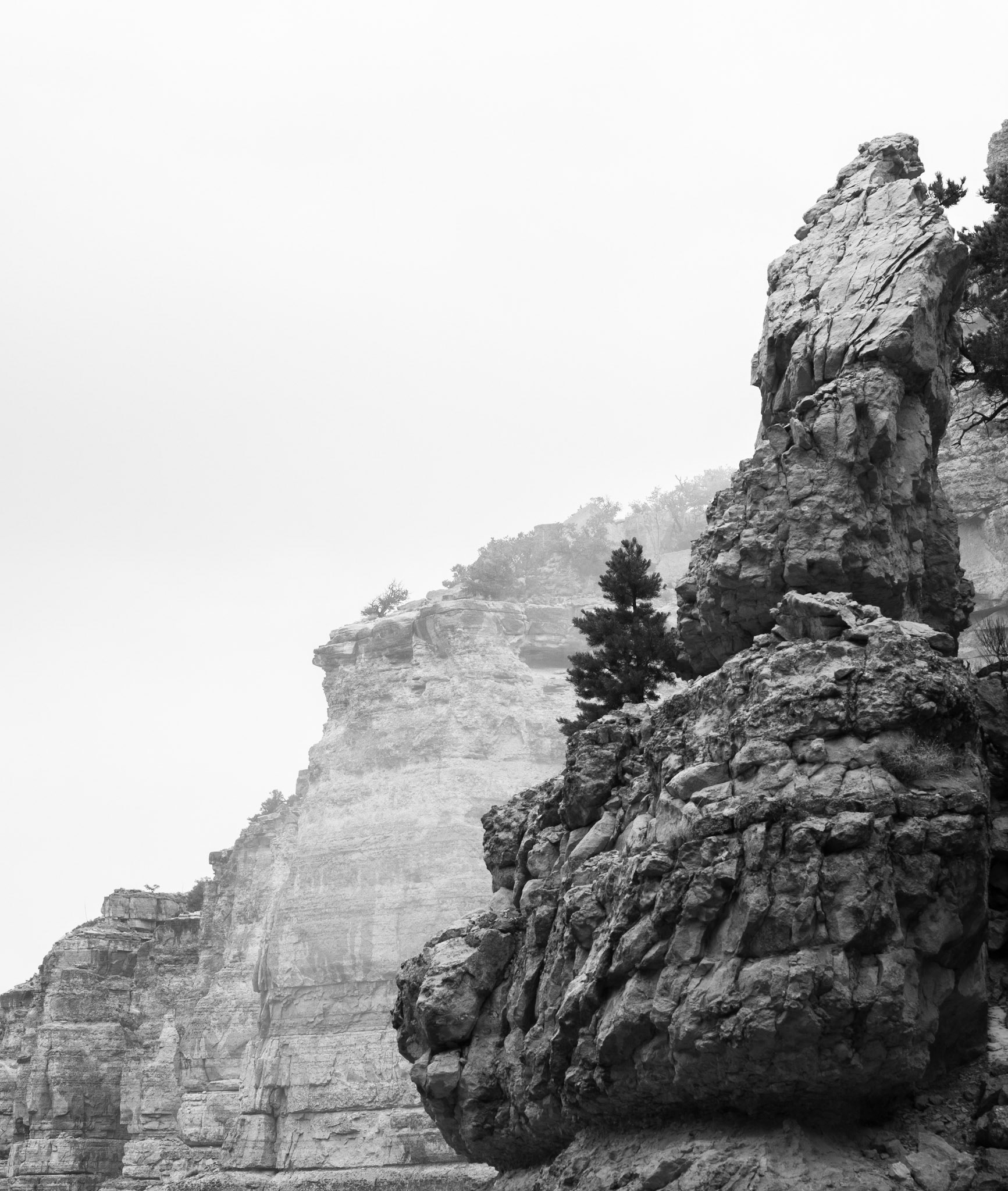 Growing on the Rim of the Grand Canyon