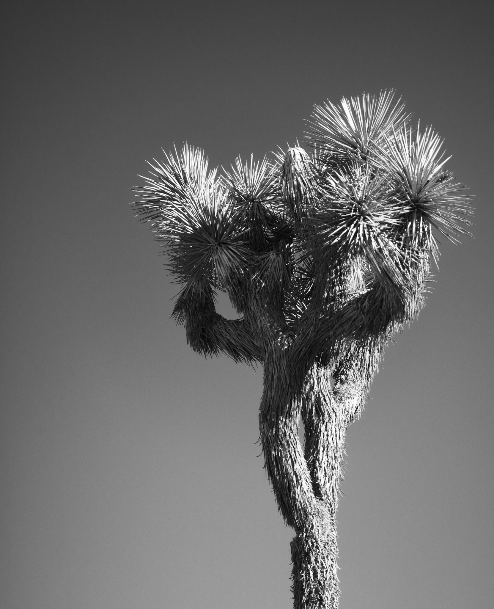 Joshua Tree #1