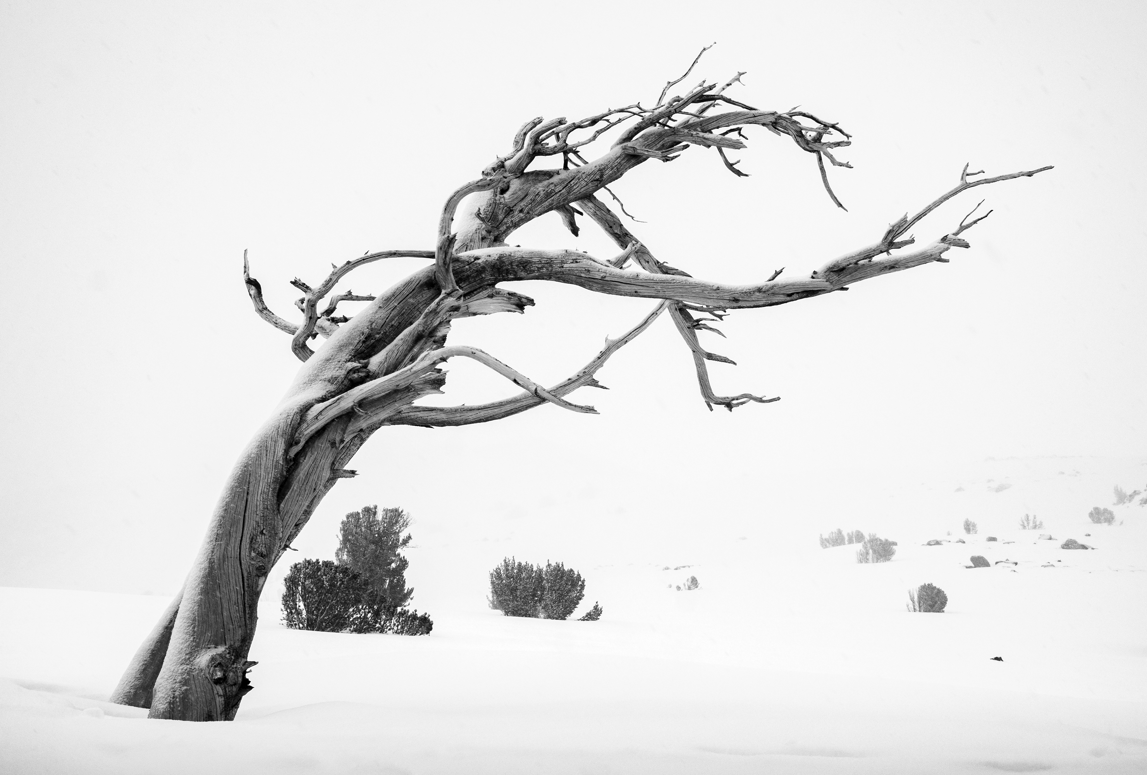 A Windswept Snag Near Winnemucca Lake