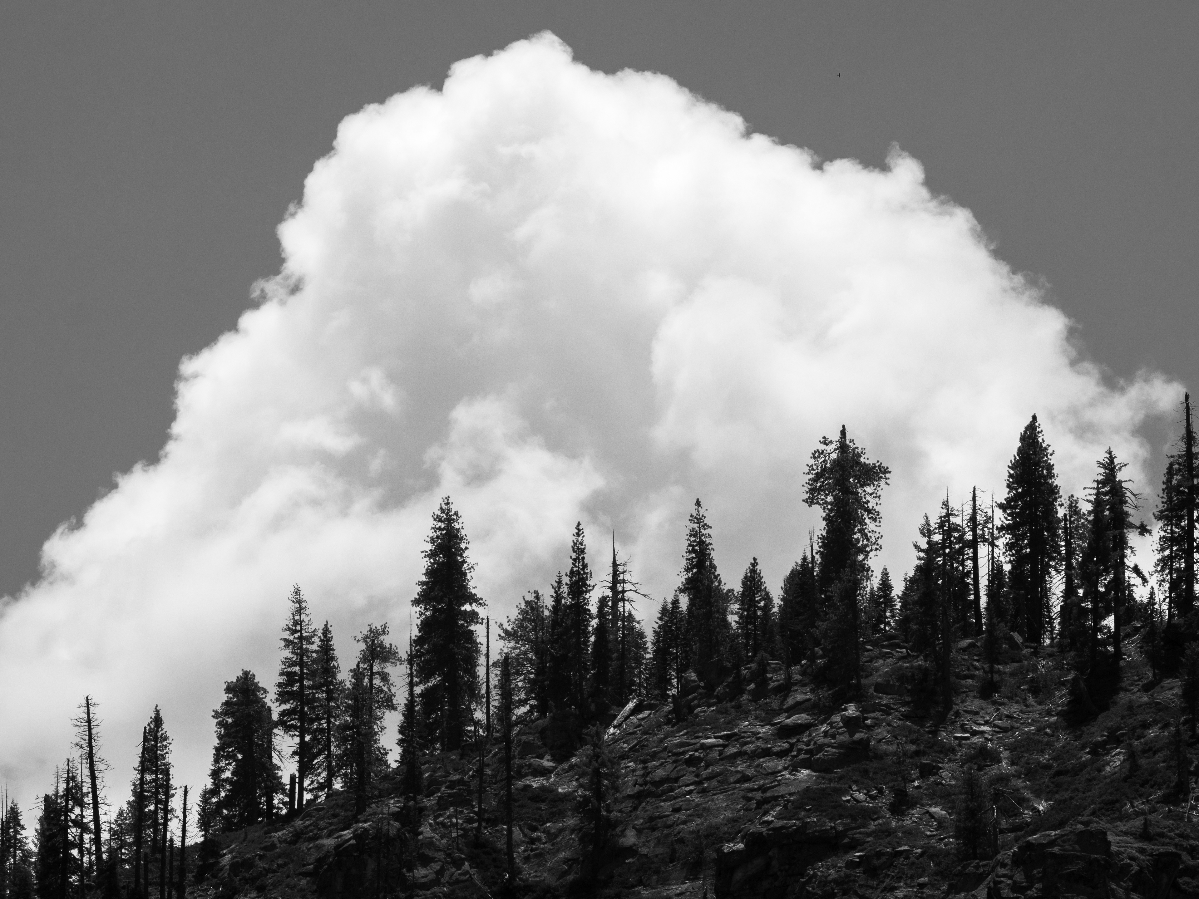 A Mountain of Clouds Above a Forest