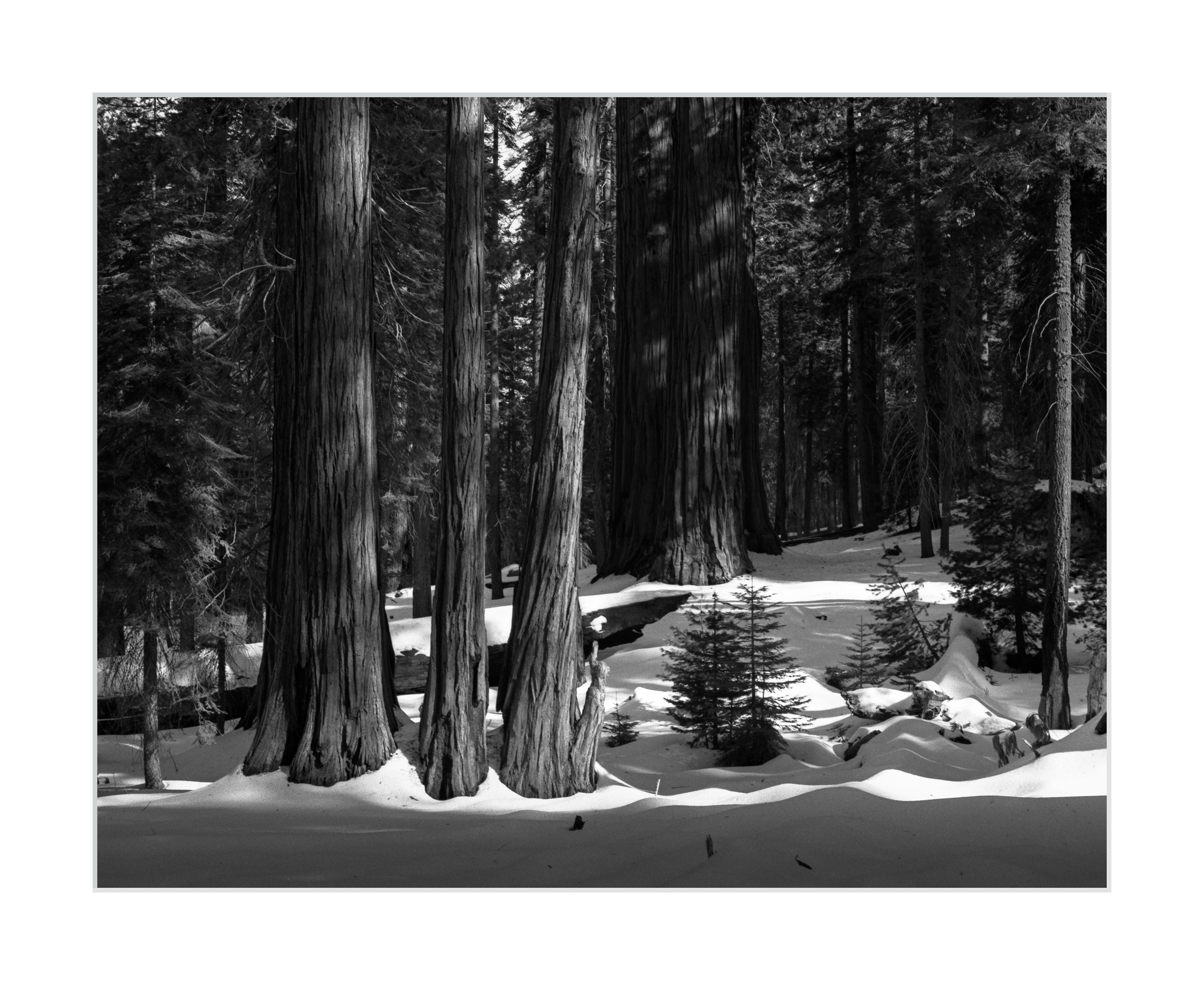 Layers of Light in Sequoia National Park