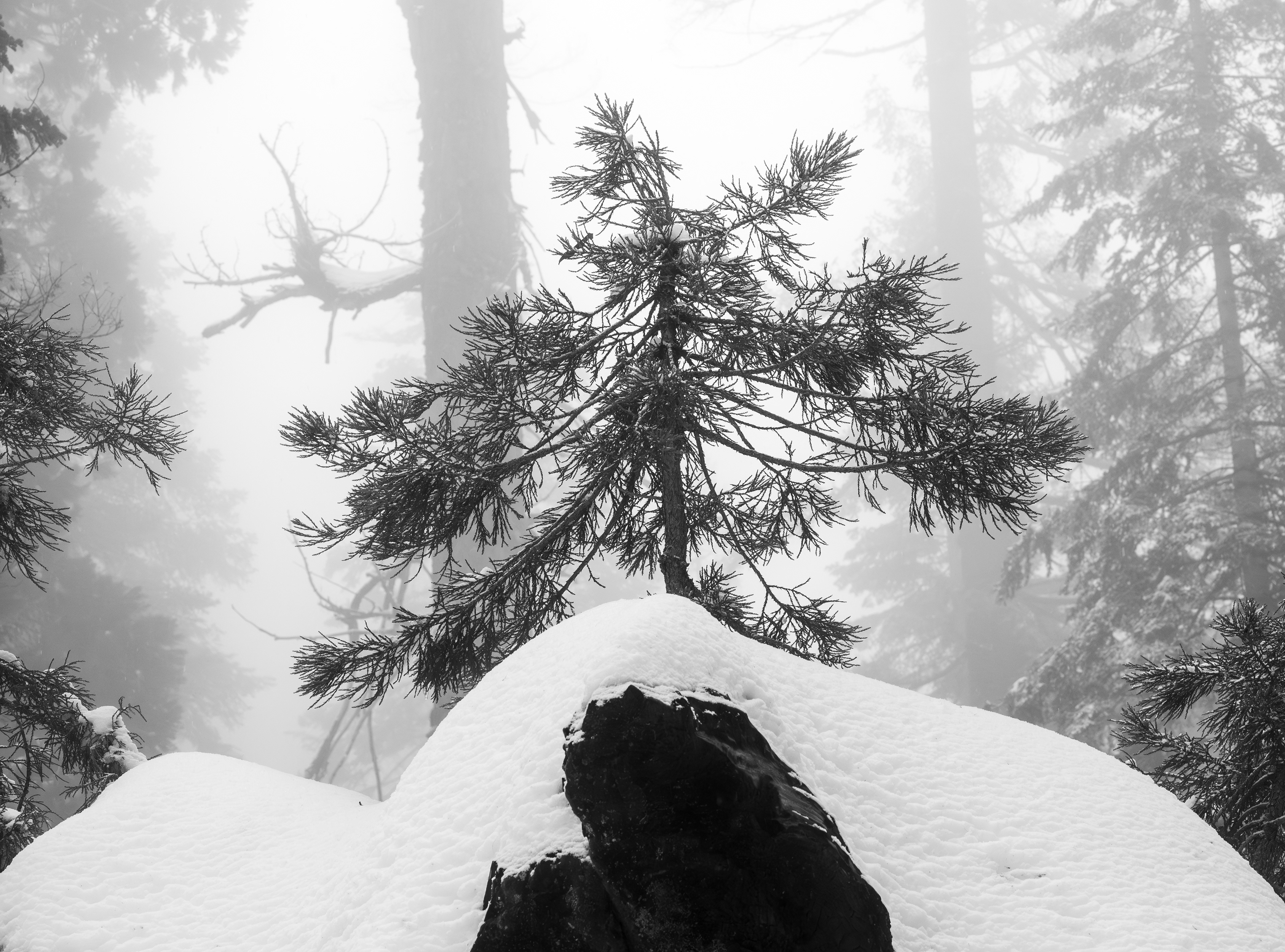 A Sapling on a Snow Covered Log.