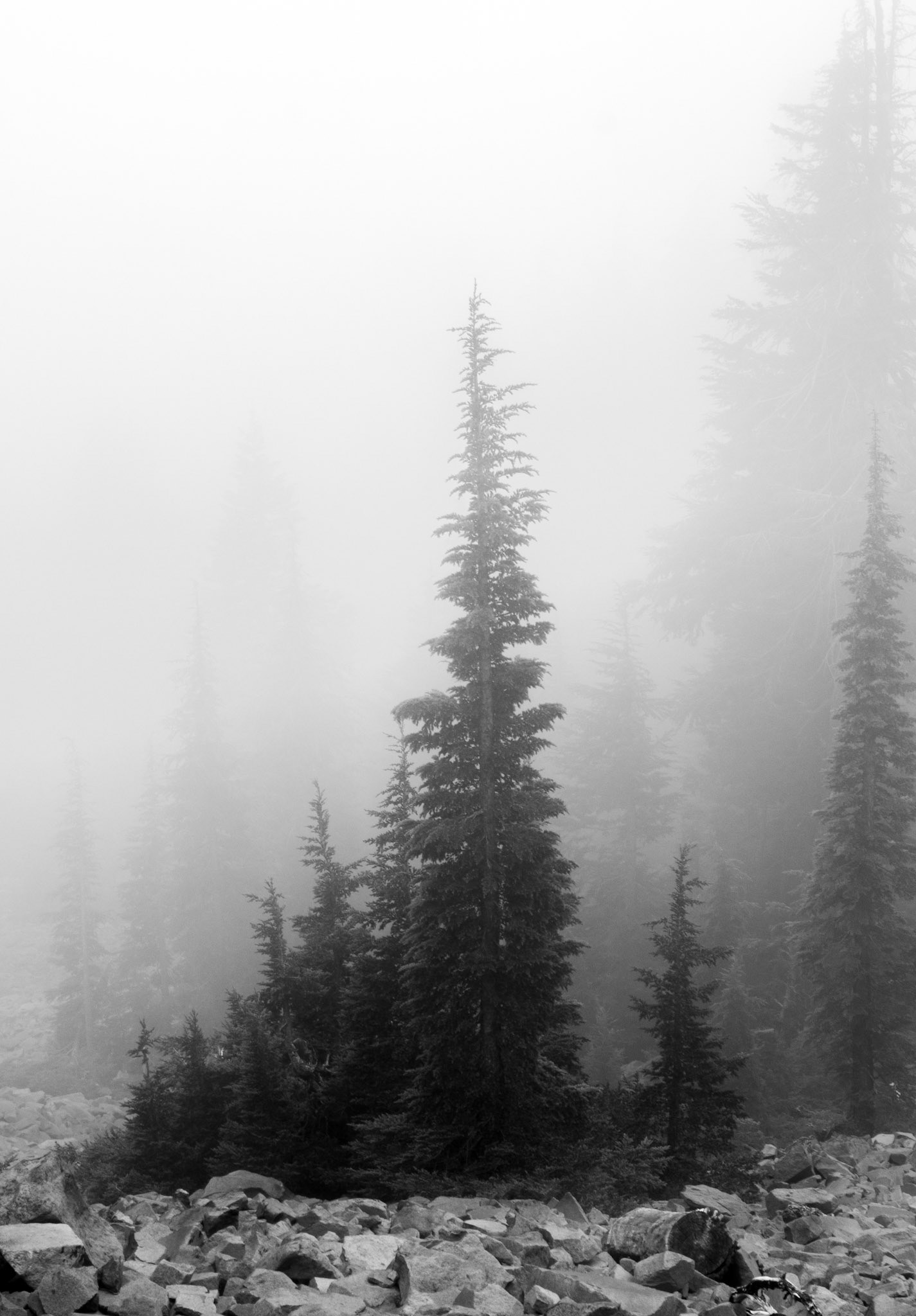 Tree in the Fog 5