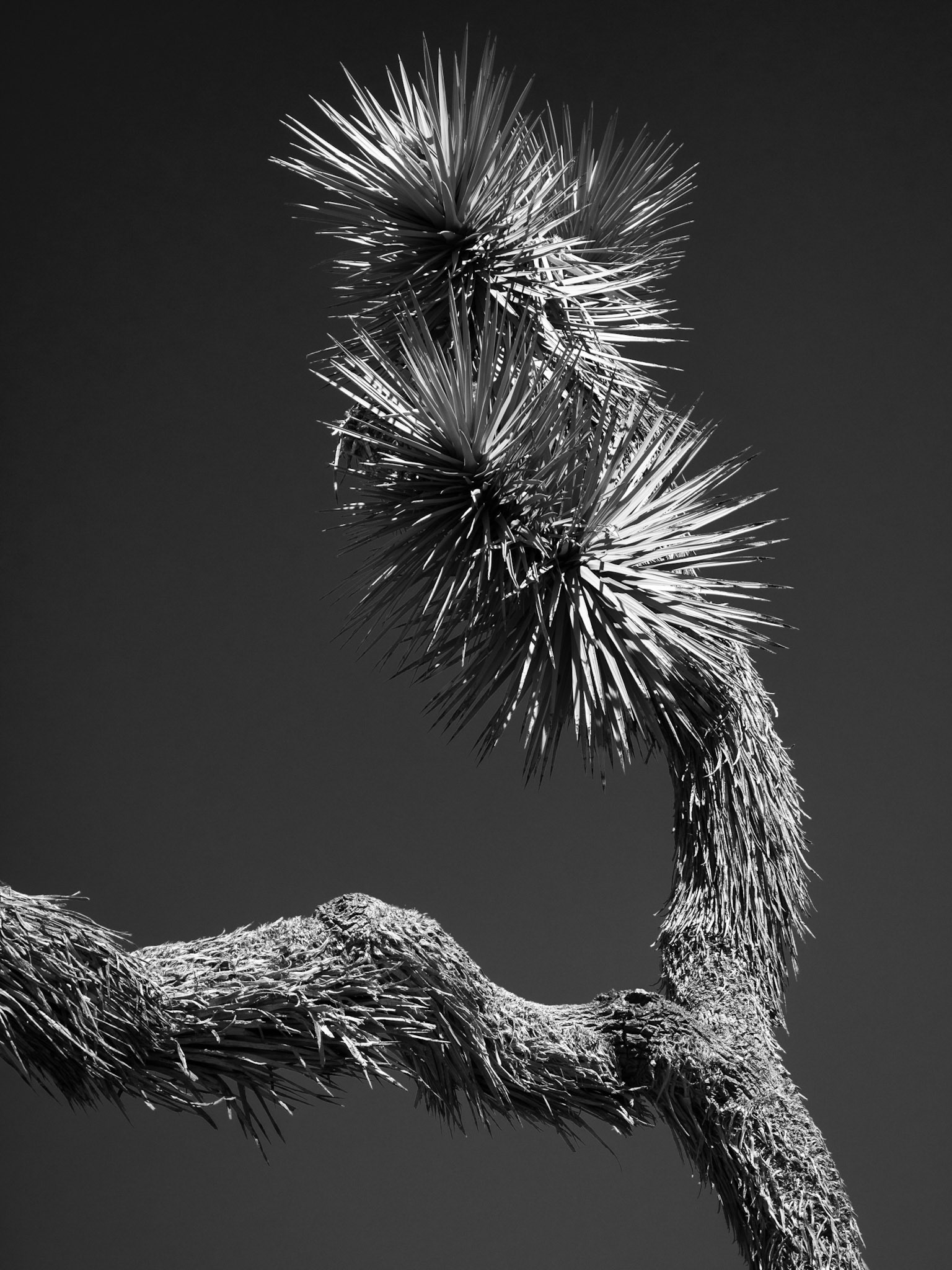 Branching Off