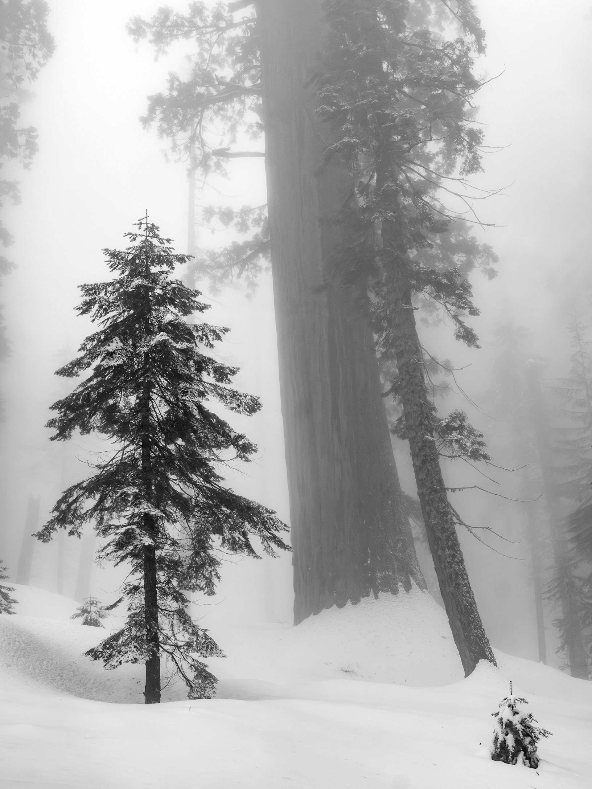A Dusting of Fresh Snow on a Small Tree in Giant Forest