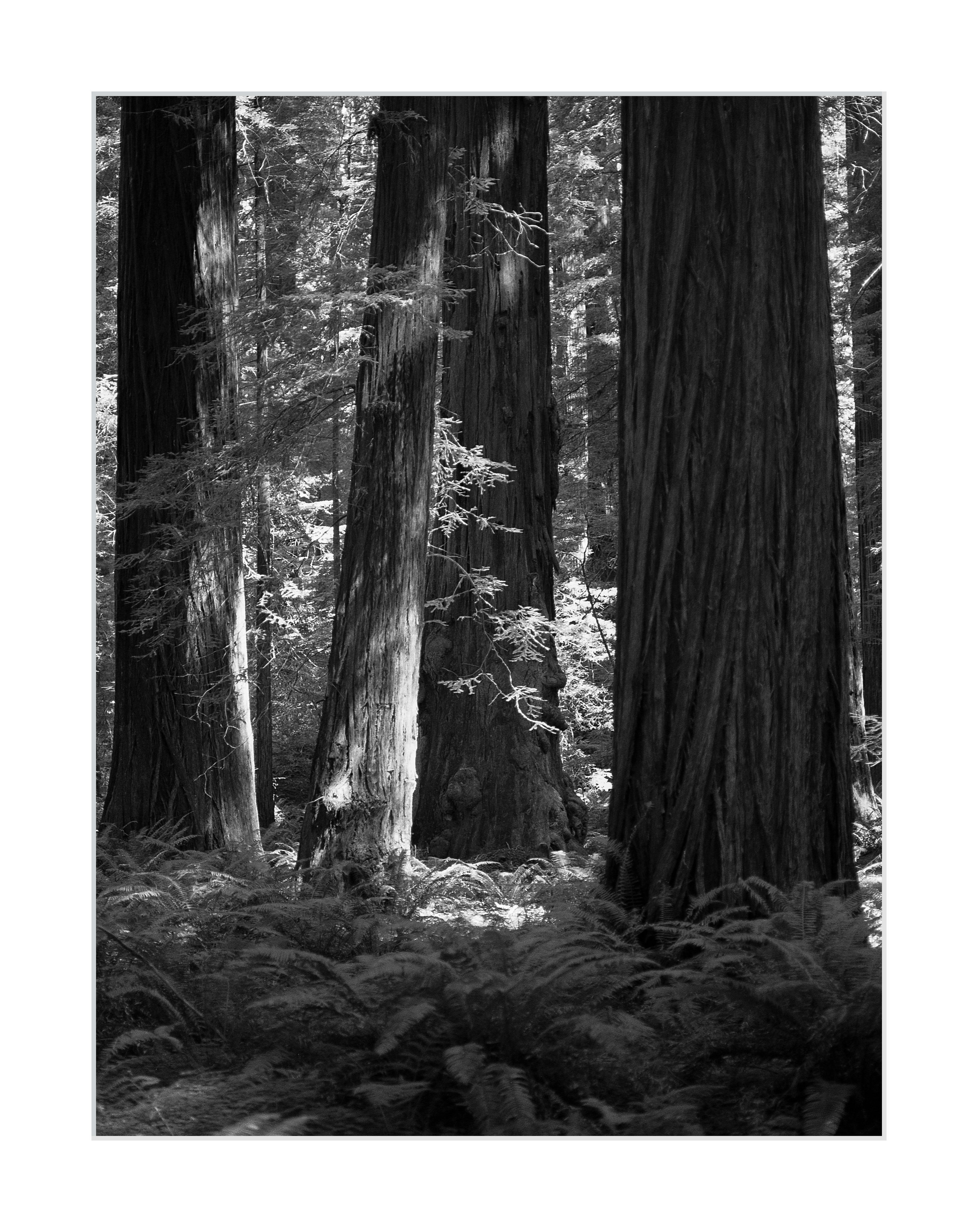 Amongst the Redwoods #2