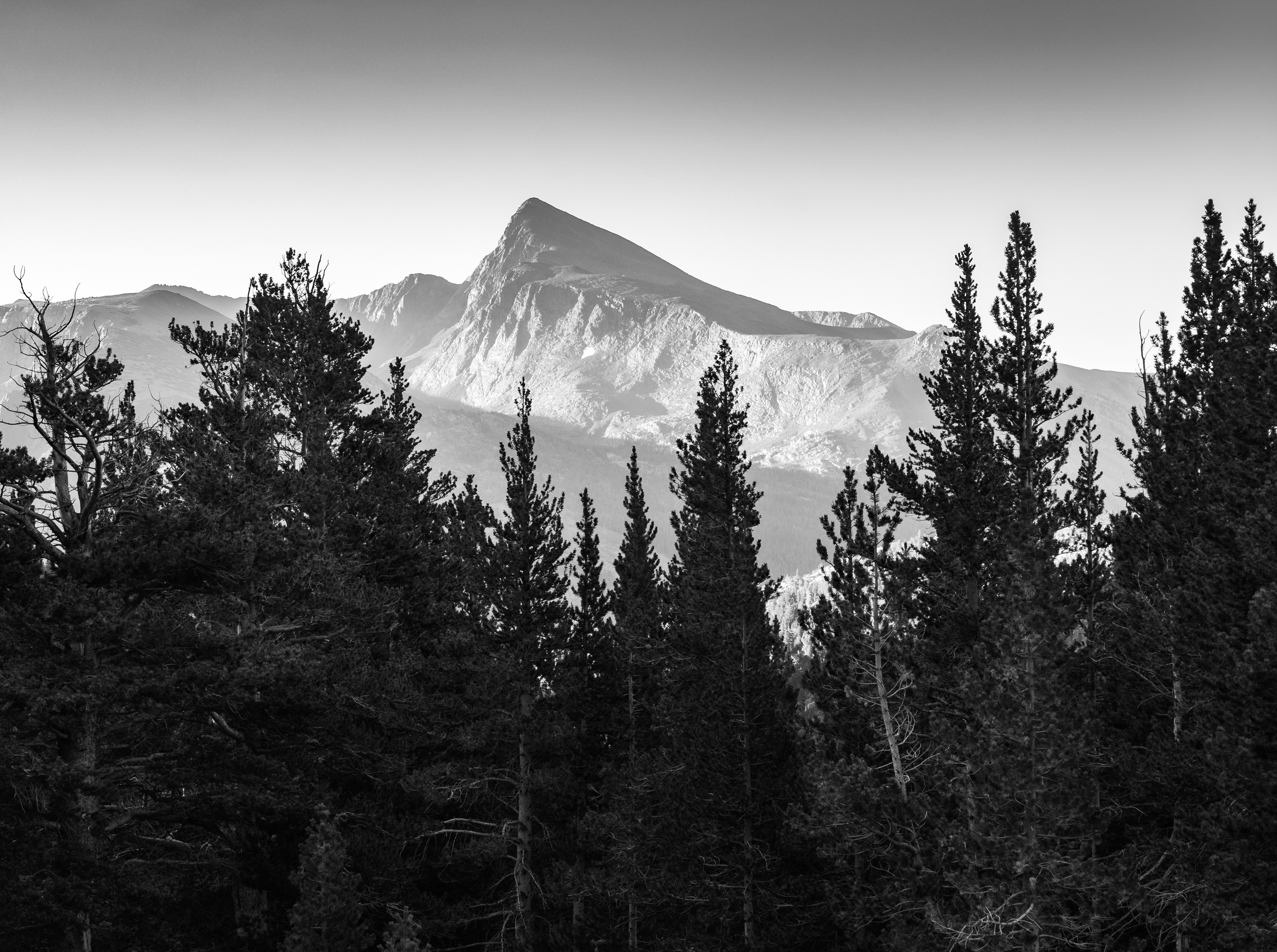 Mount Dana Through the Trees