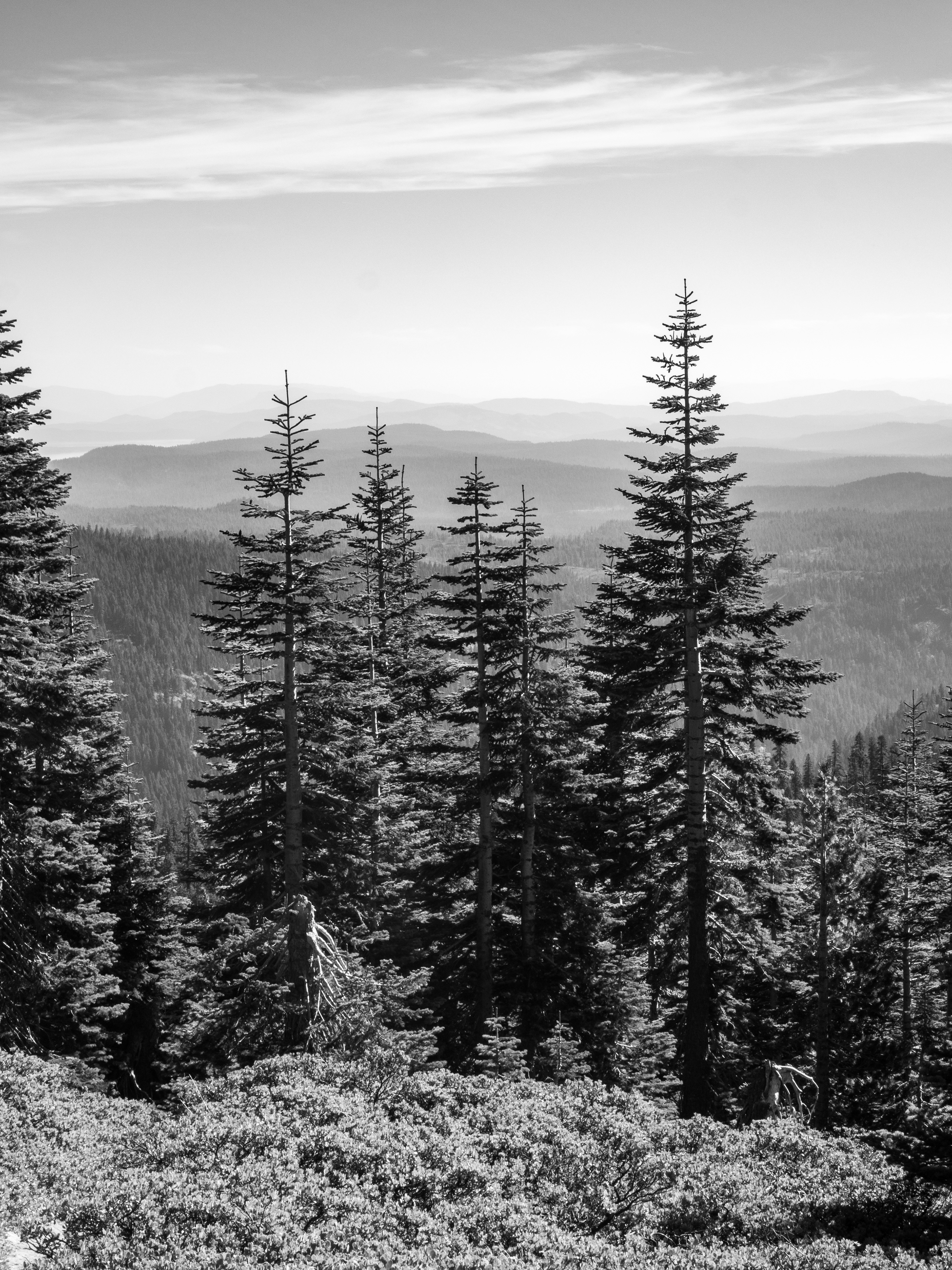 A Group of Trees in Lassen