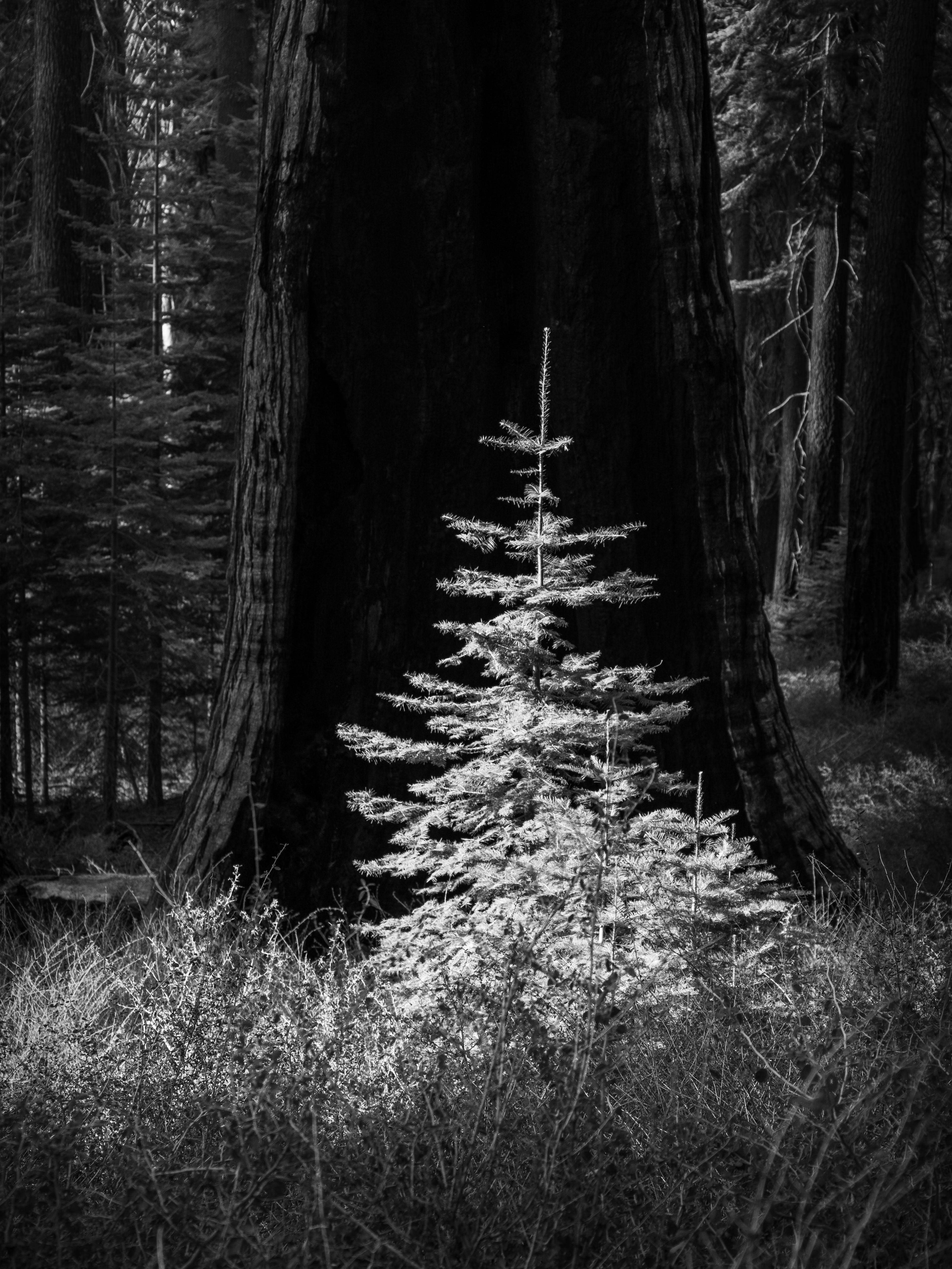 New Growth in a Sequoia Grove, in the Morning Light