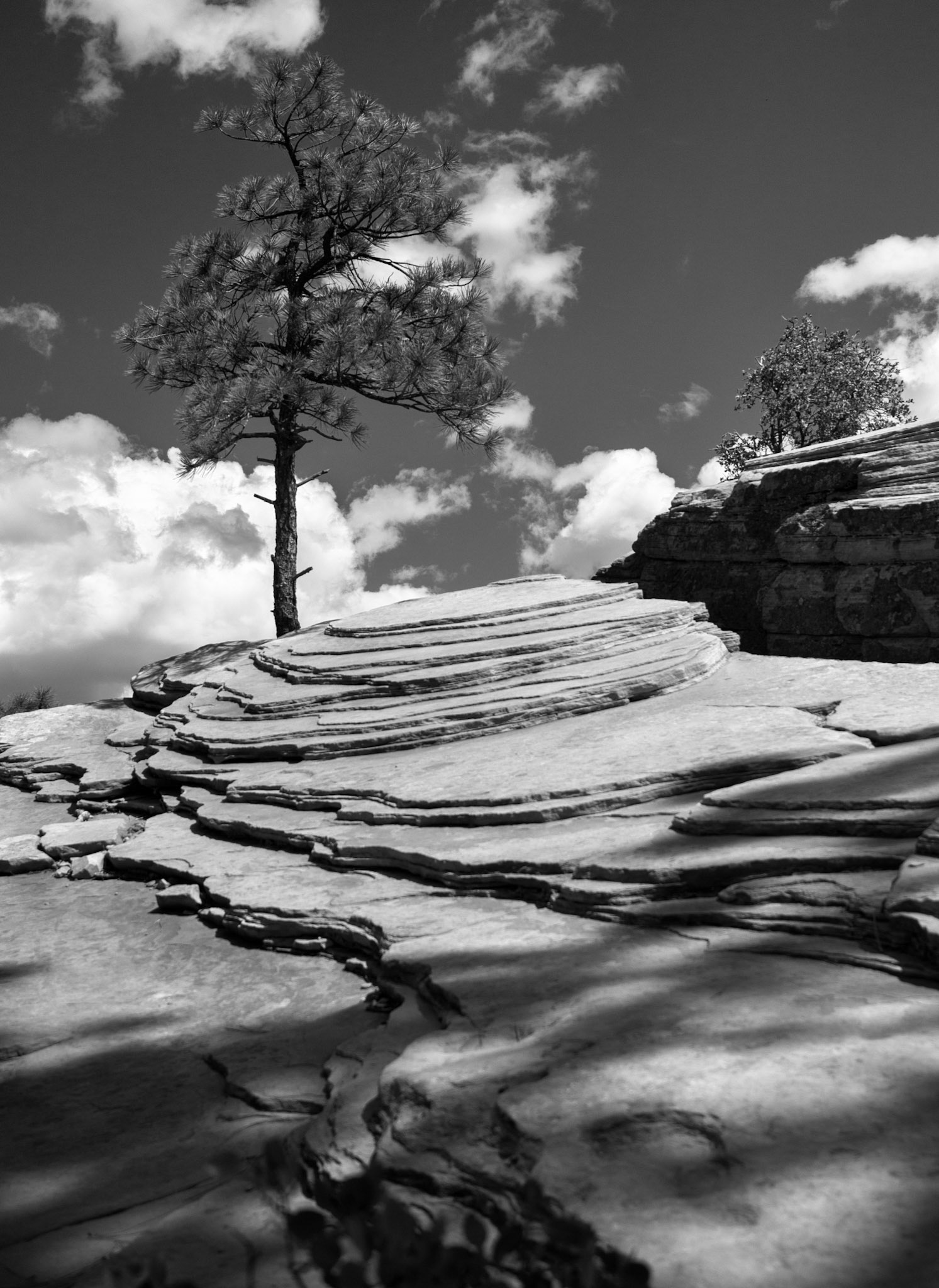 A Tree on Angels Landing