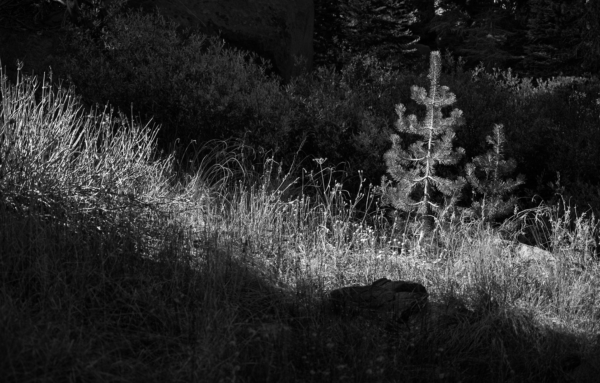 Light on the Forest Floor