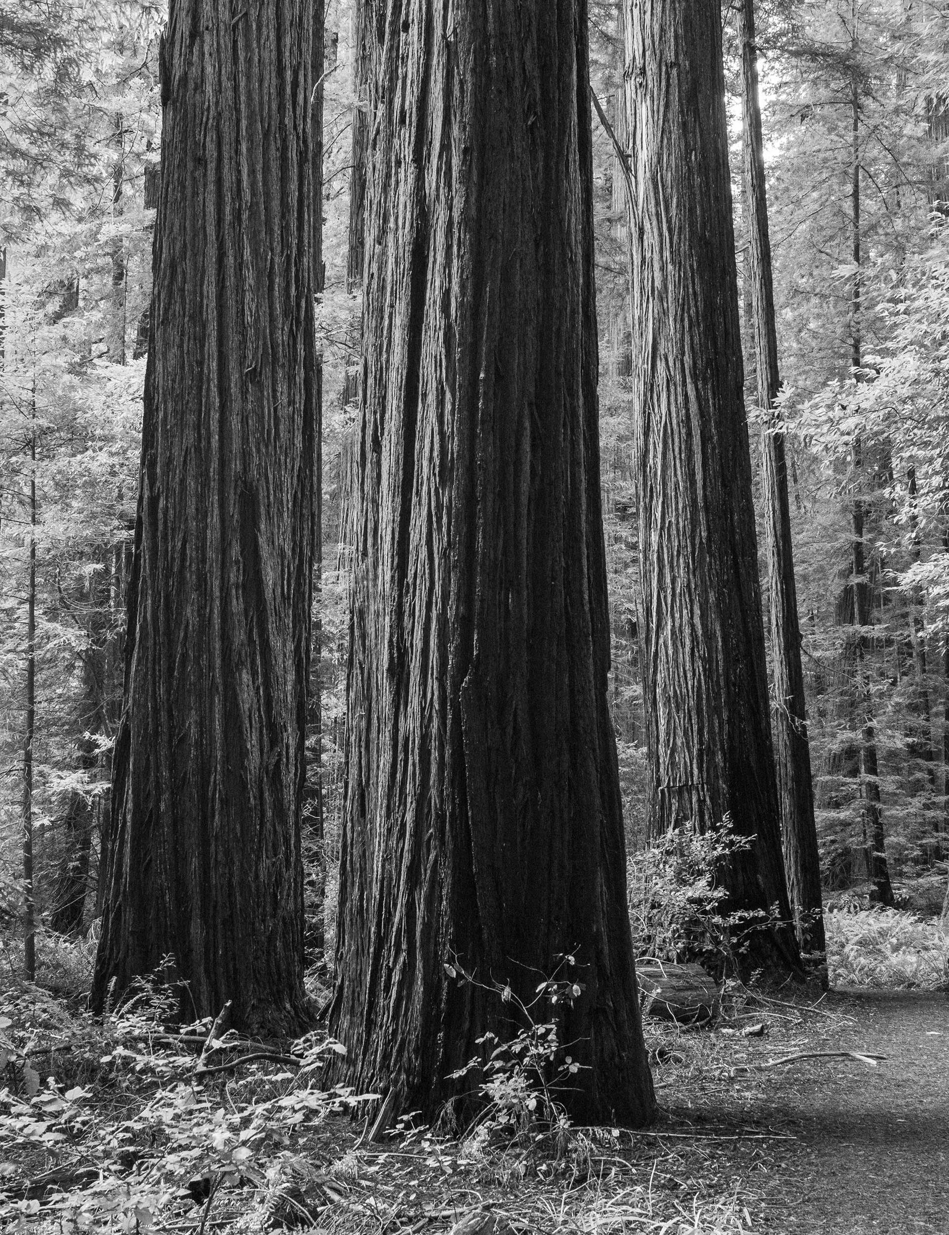 Three Redwoods Along the Trail