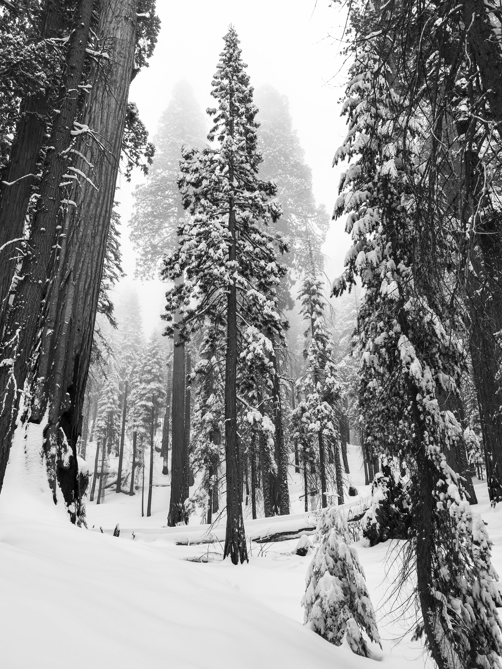 Approaching Sequoias