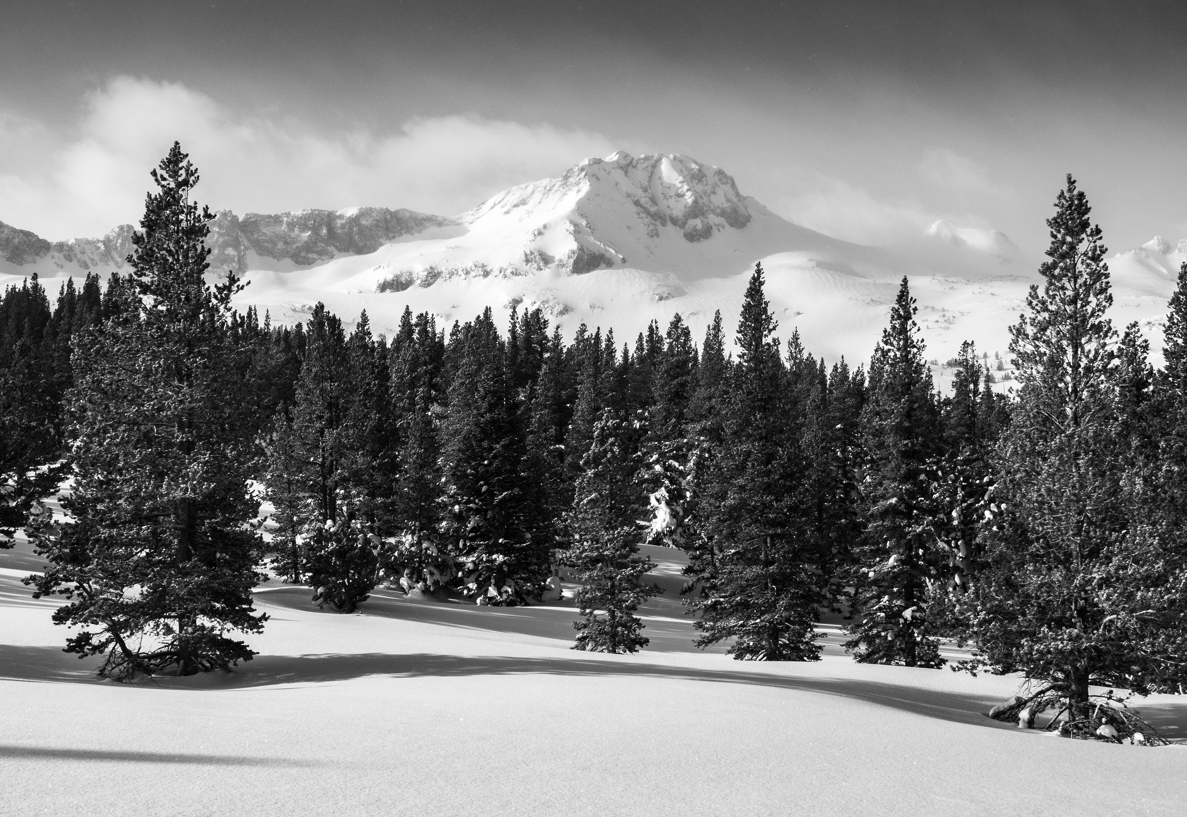 In the Snow Covered Forest of Mokelumne Wilderness