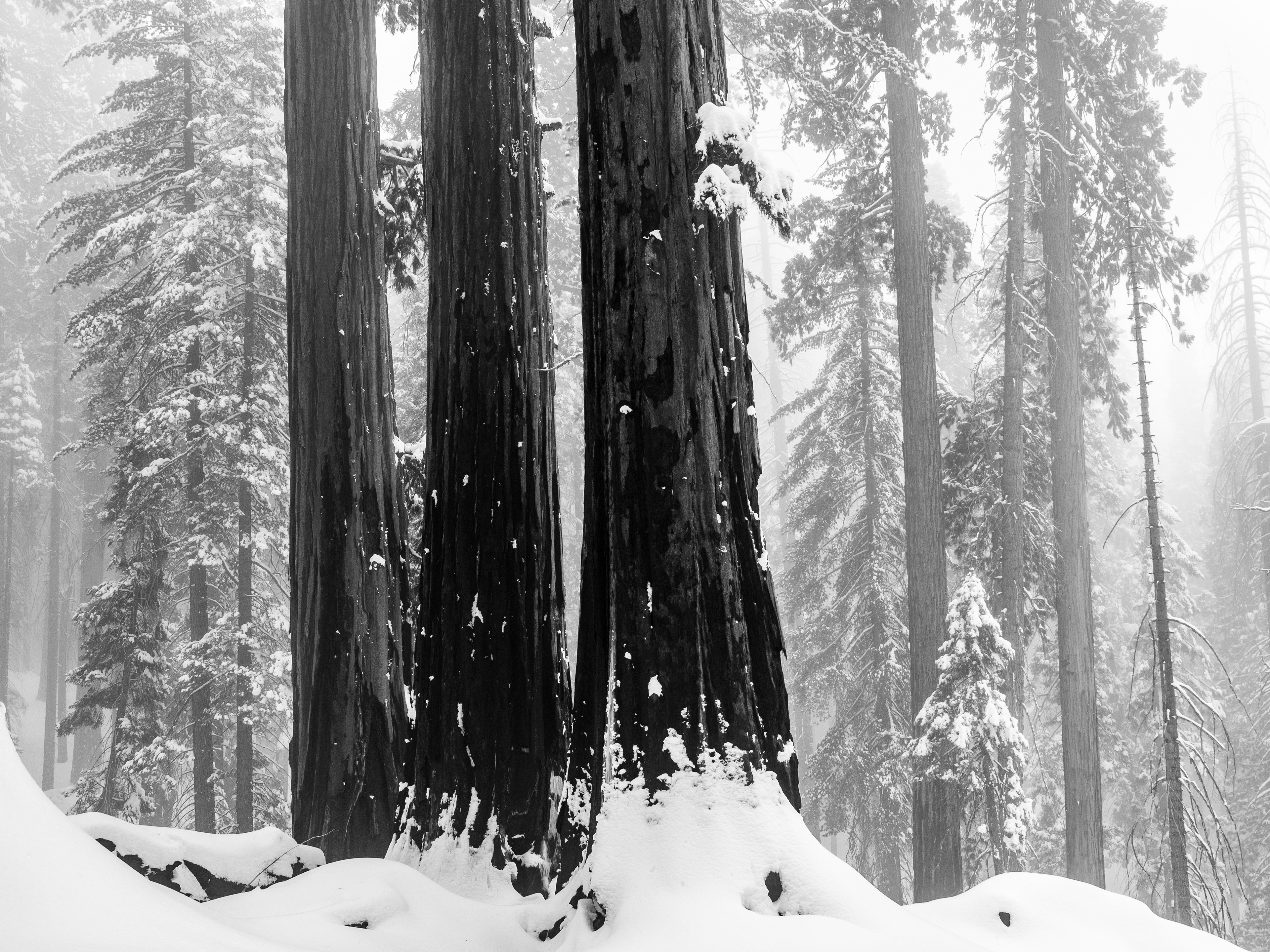 Three Sequoias and a Winter Landscape