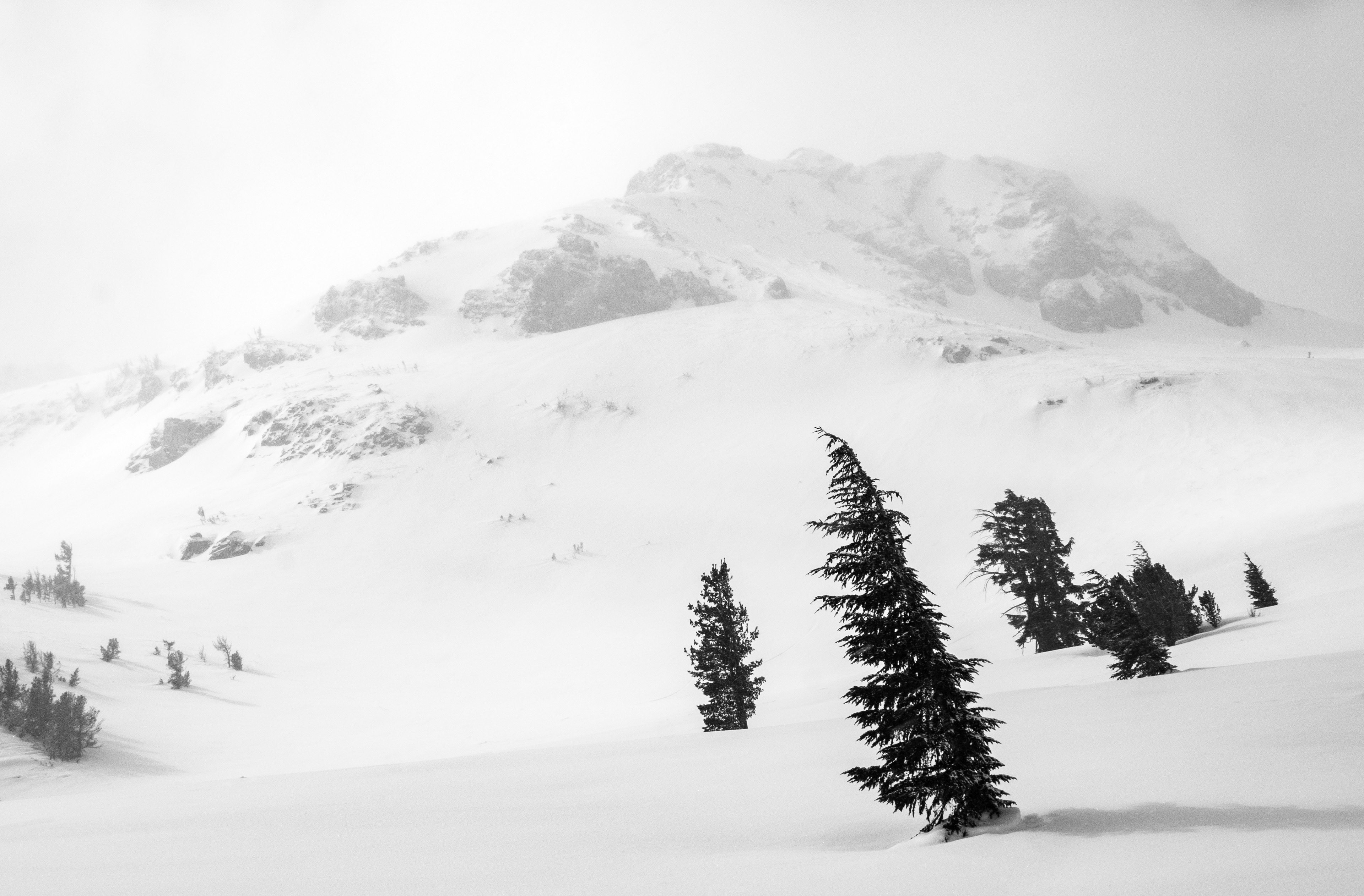 Scattered Trees in a Snow Covered Landscape