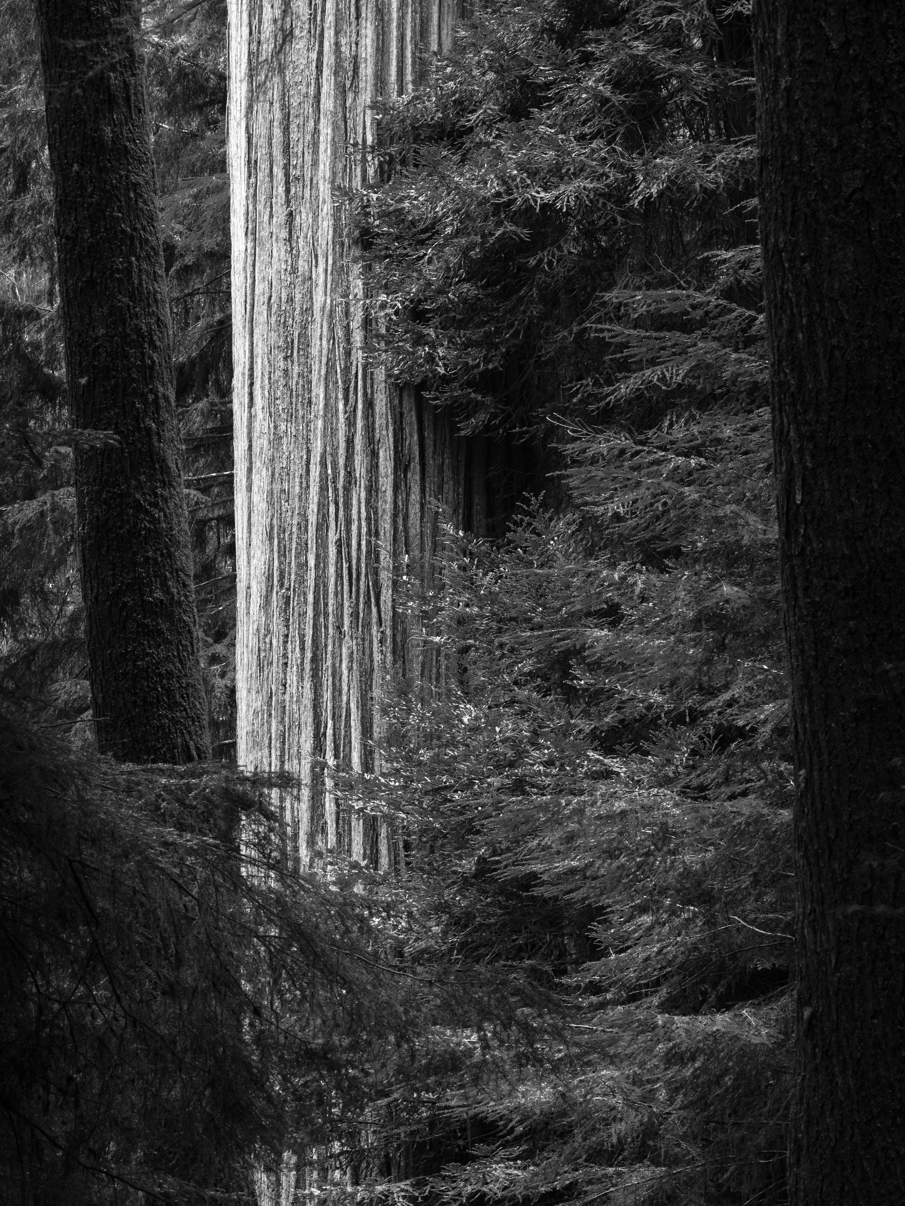 A Redwood Admist a Dense Forest