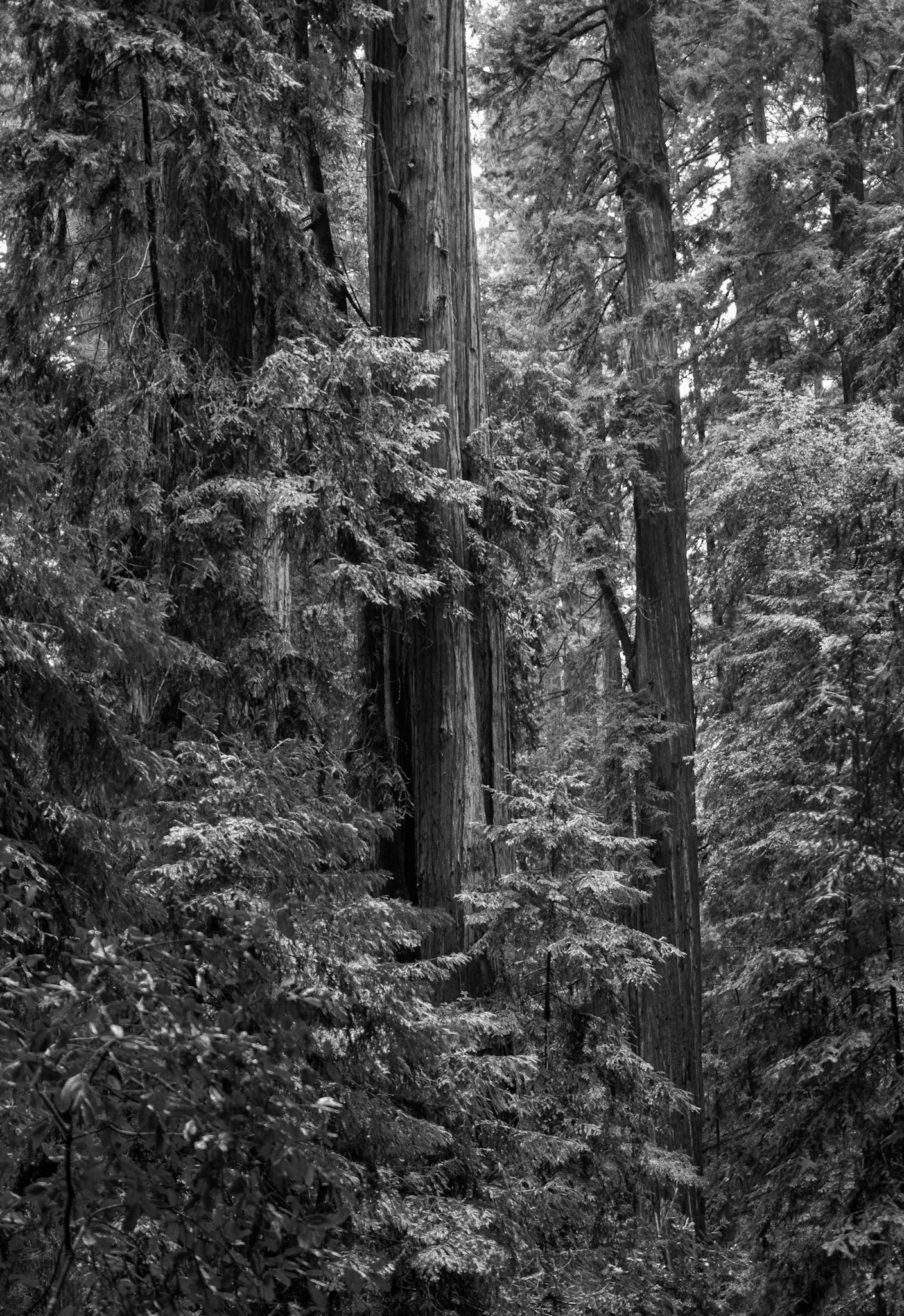 Ascending Through the Understory