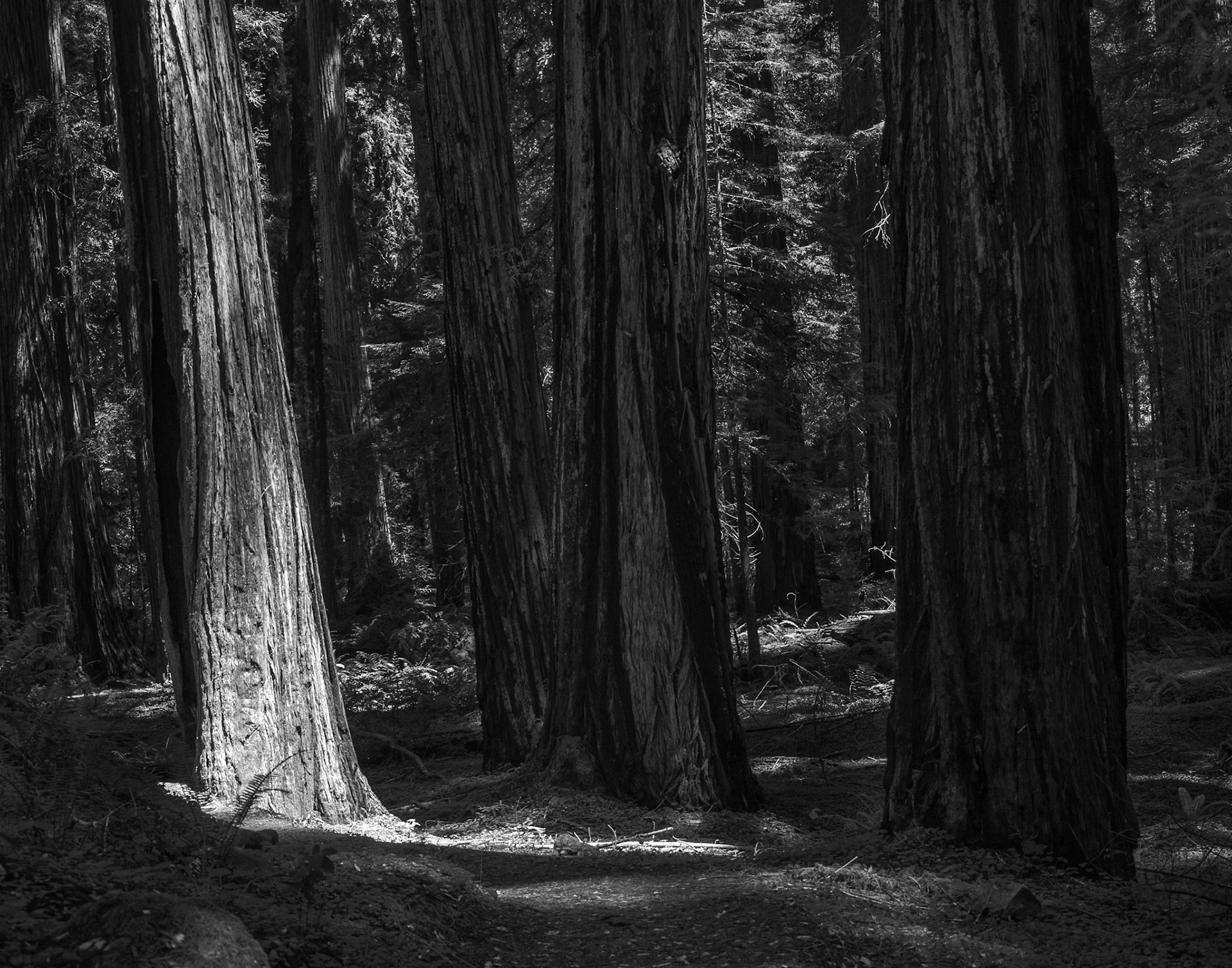 A Redwood Illuminated Along the Path