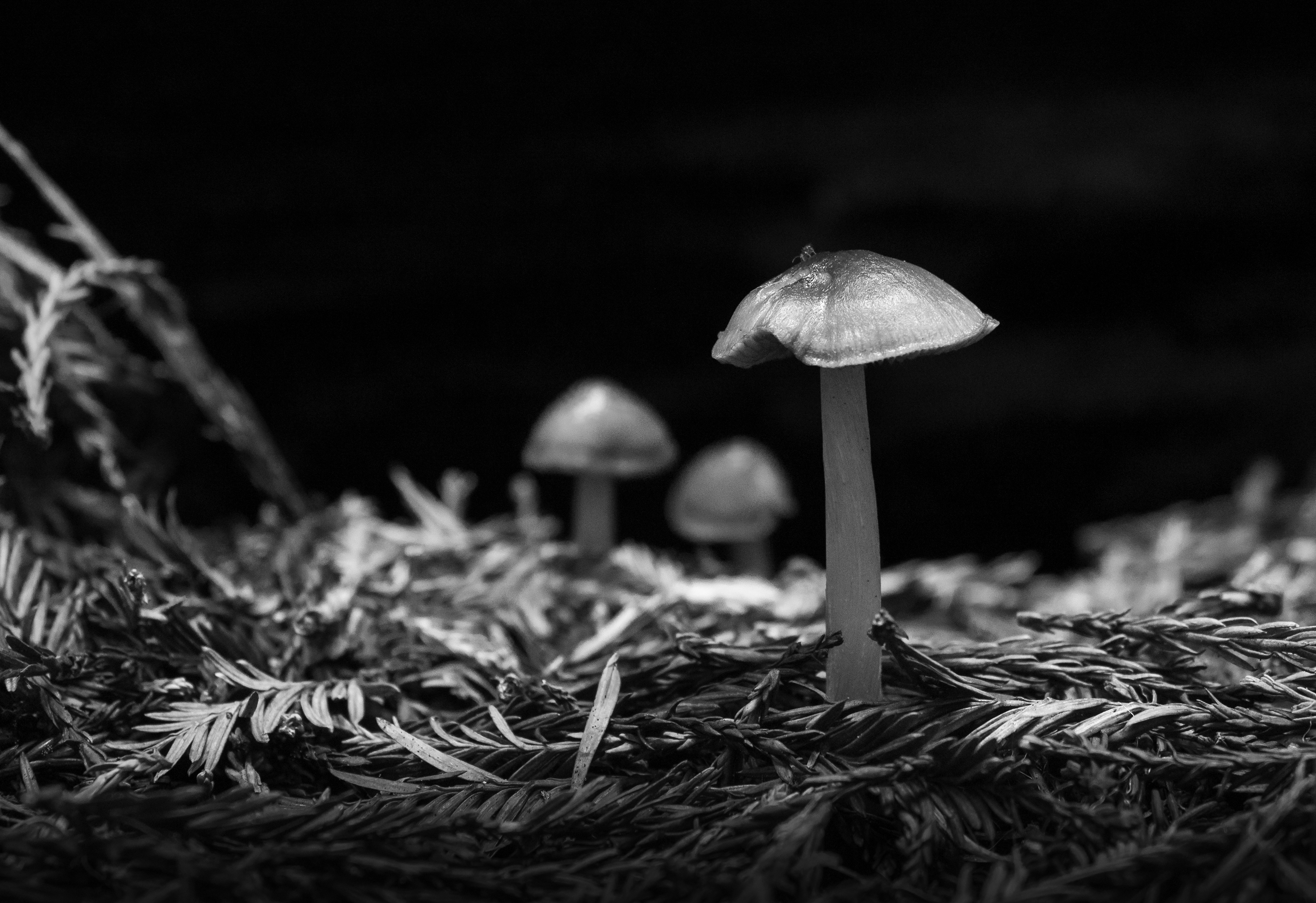 Mushrooms Growing on the Redwood Grove's Forest Floor
