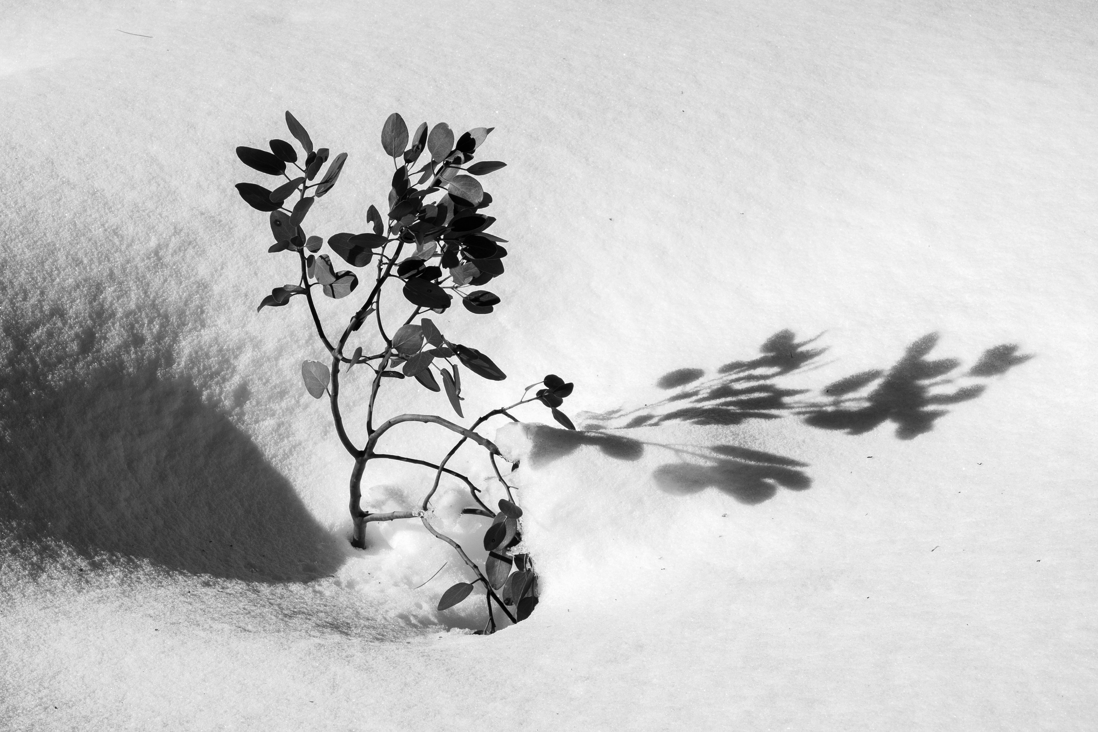 Manzanita Emerging from Snow